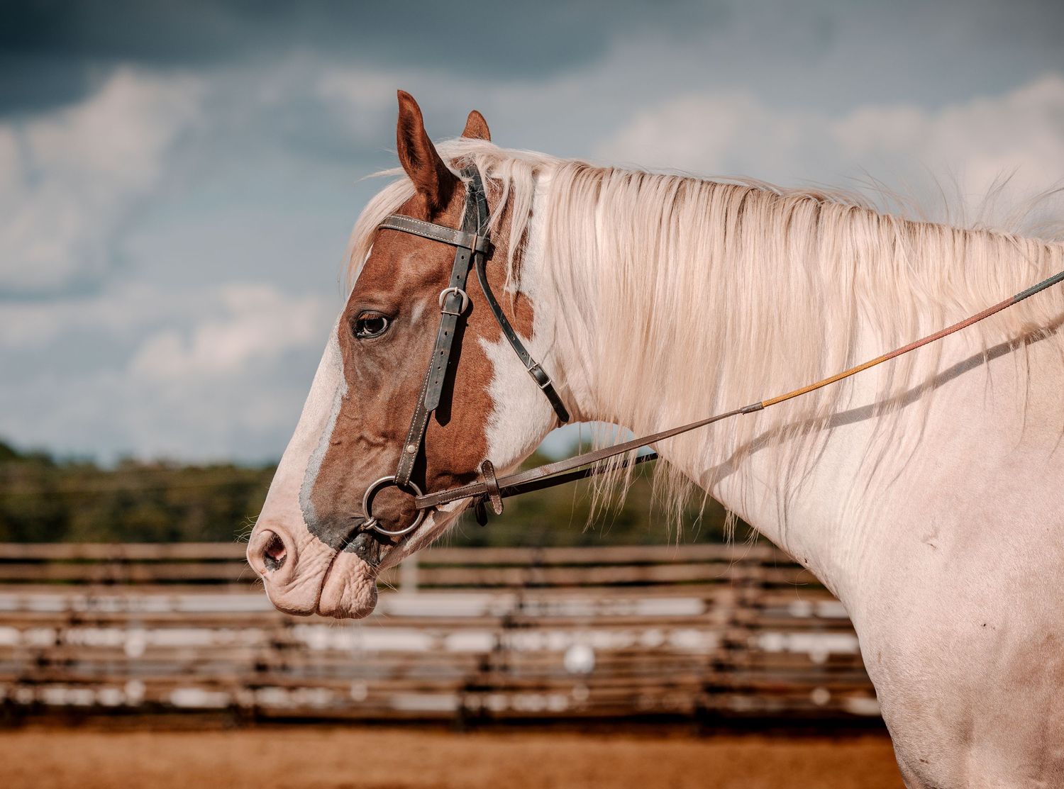 A palomino horse wearing a bridle stands in an outdoor arena against a cloudy sky.