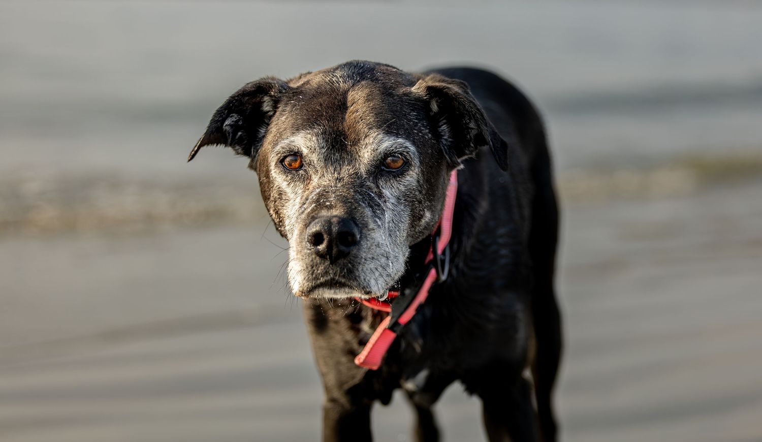 Senior black dog with gray muzzle wearing red harness standing on a sandy beach.