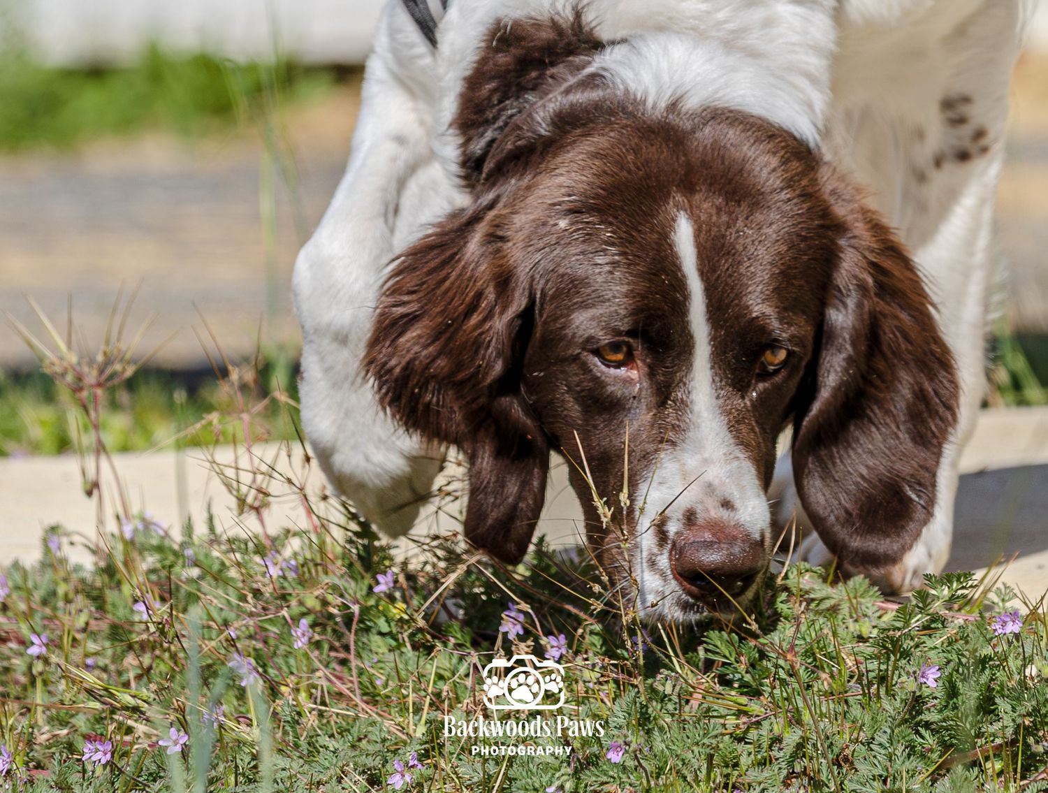 A brown and white Springer Spaniel dog sniffing small purple wildflowers in a sunny garden.
