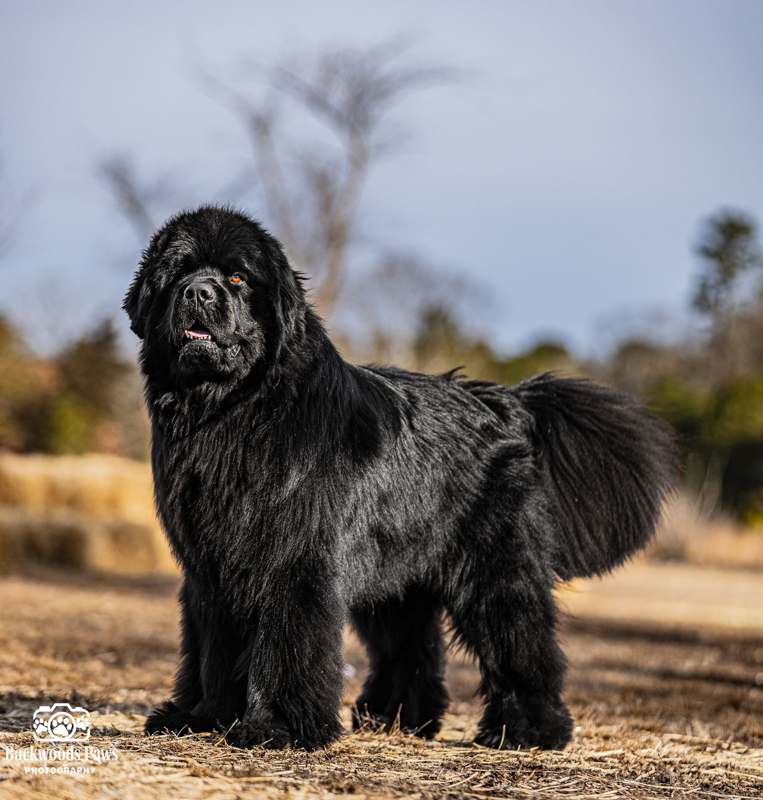 A large black Newfoundland dog stands proudly on sandy ground with a blurred natural landscape background.