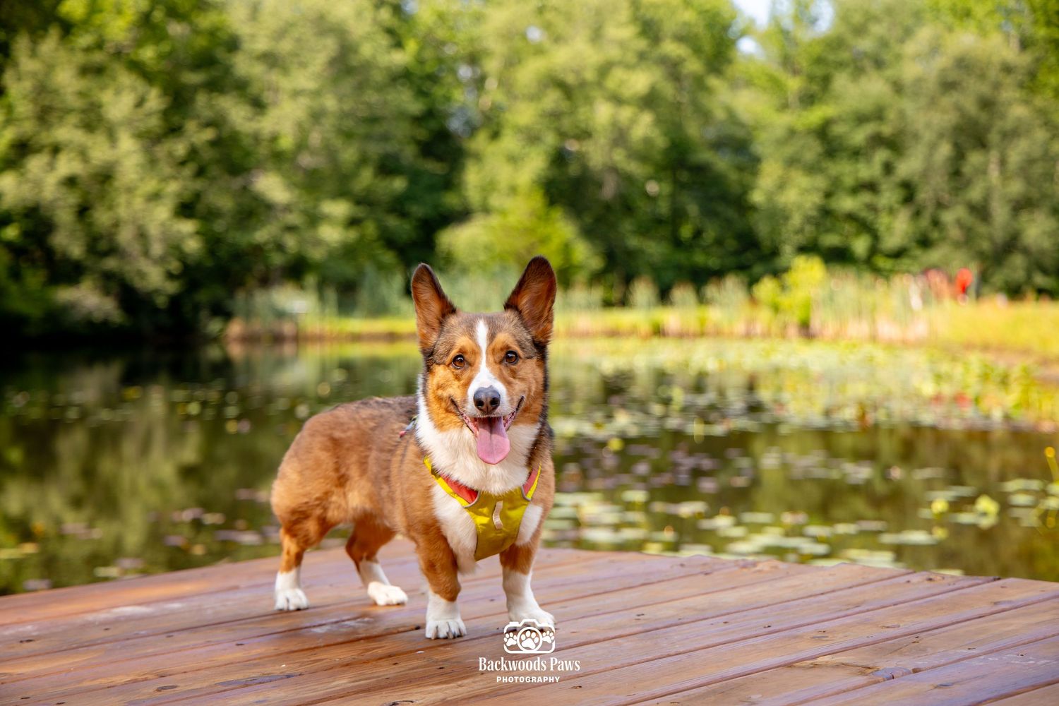 A Corgi dog stands on a wooden dock by a serene pond surrounded by lush green trees.