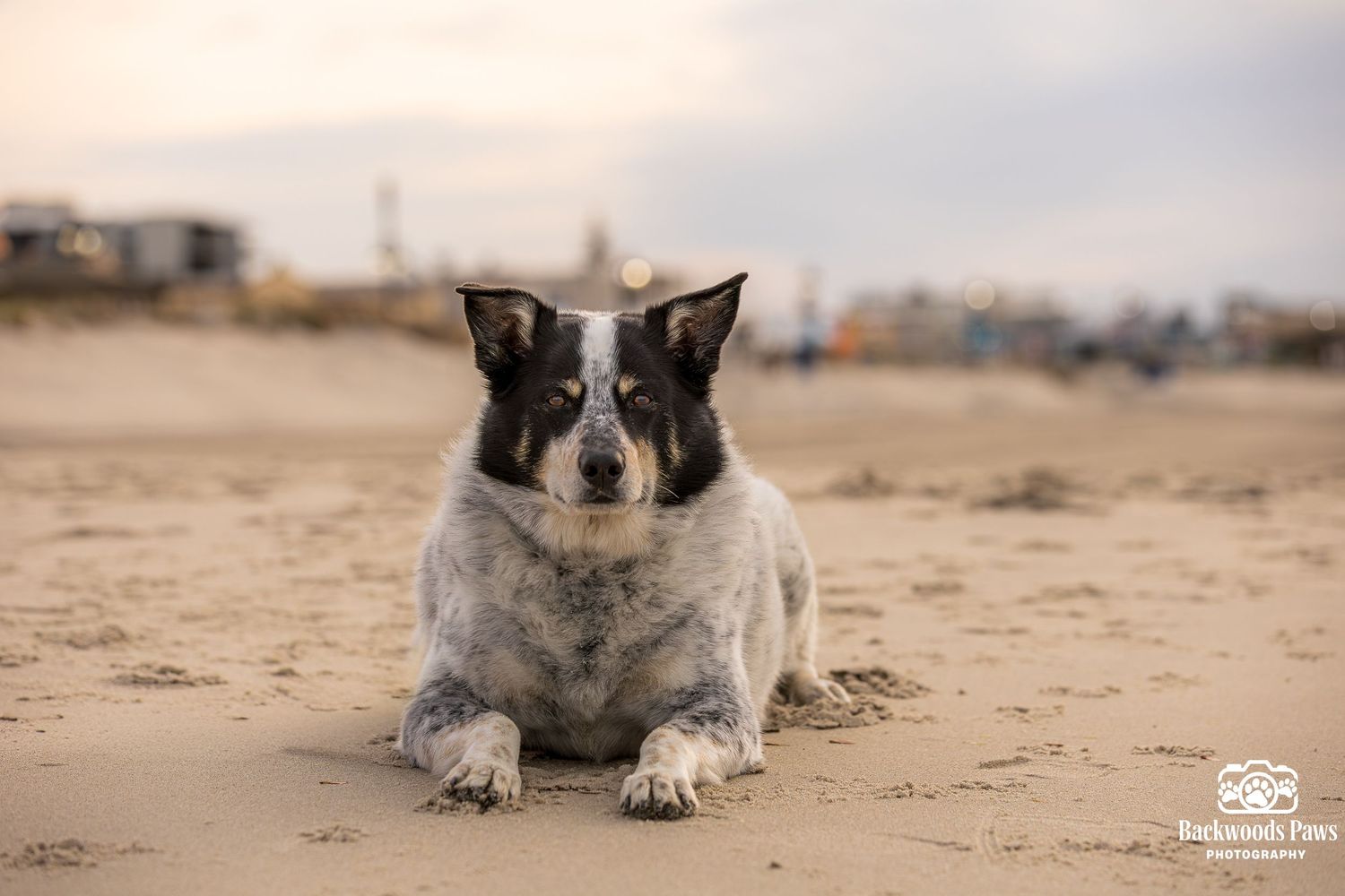 A blue heeler dog resting on sandy beach with blurred coastal town in background at dusk.