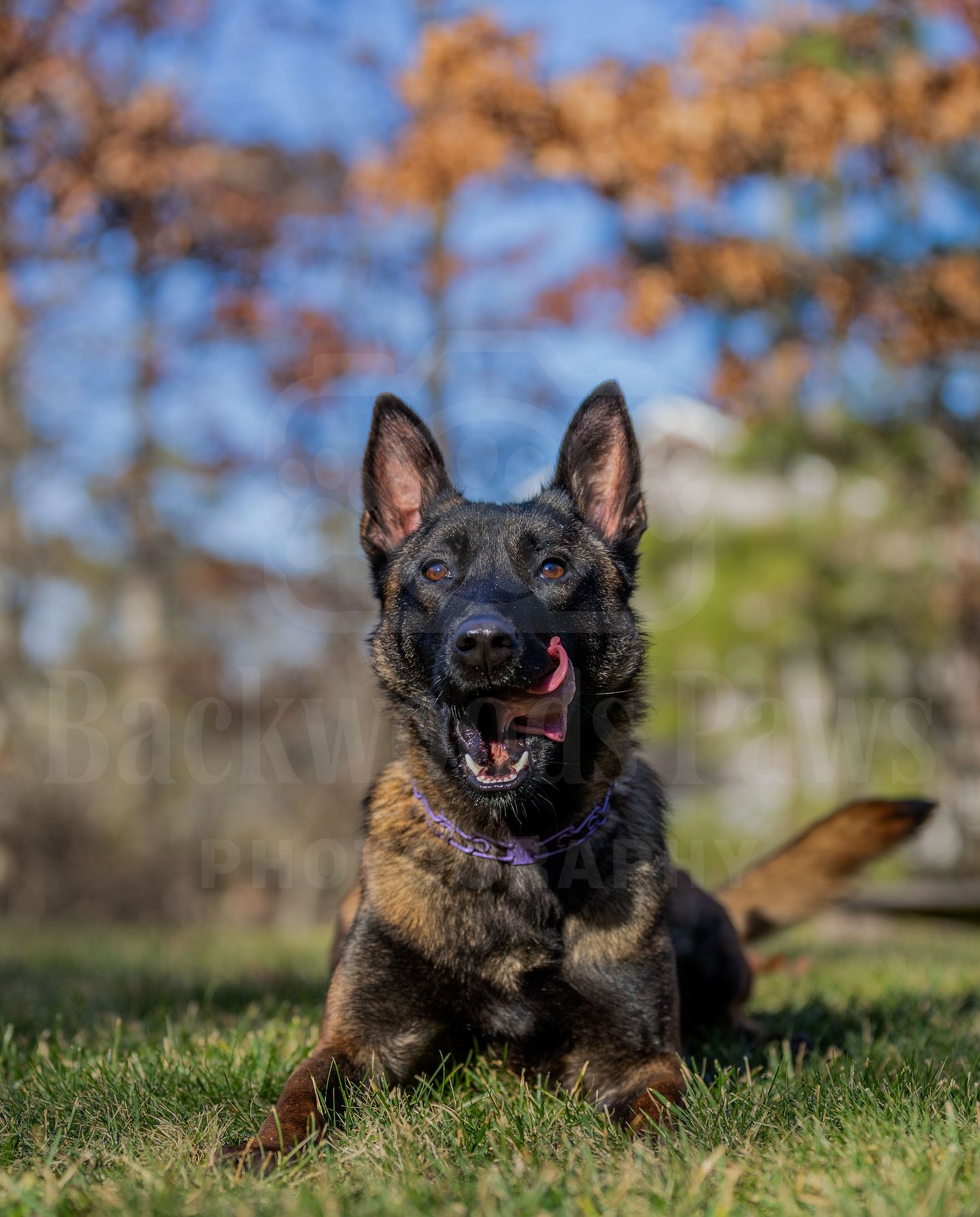 A Dutch Shepherd dog lies in the grass with an alert expression and perked up ears on a sunny autumn day.