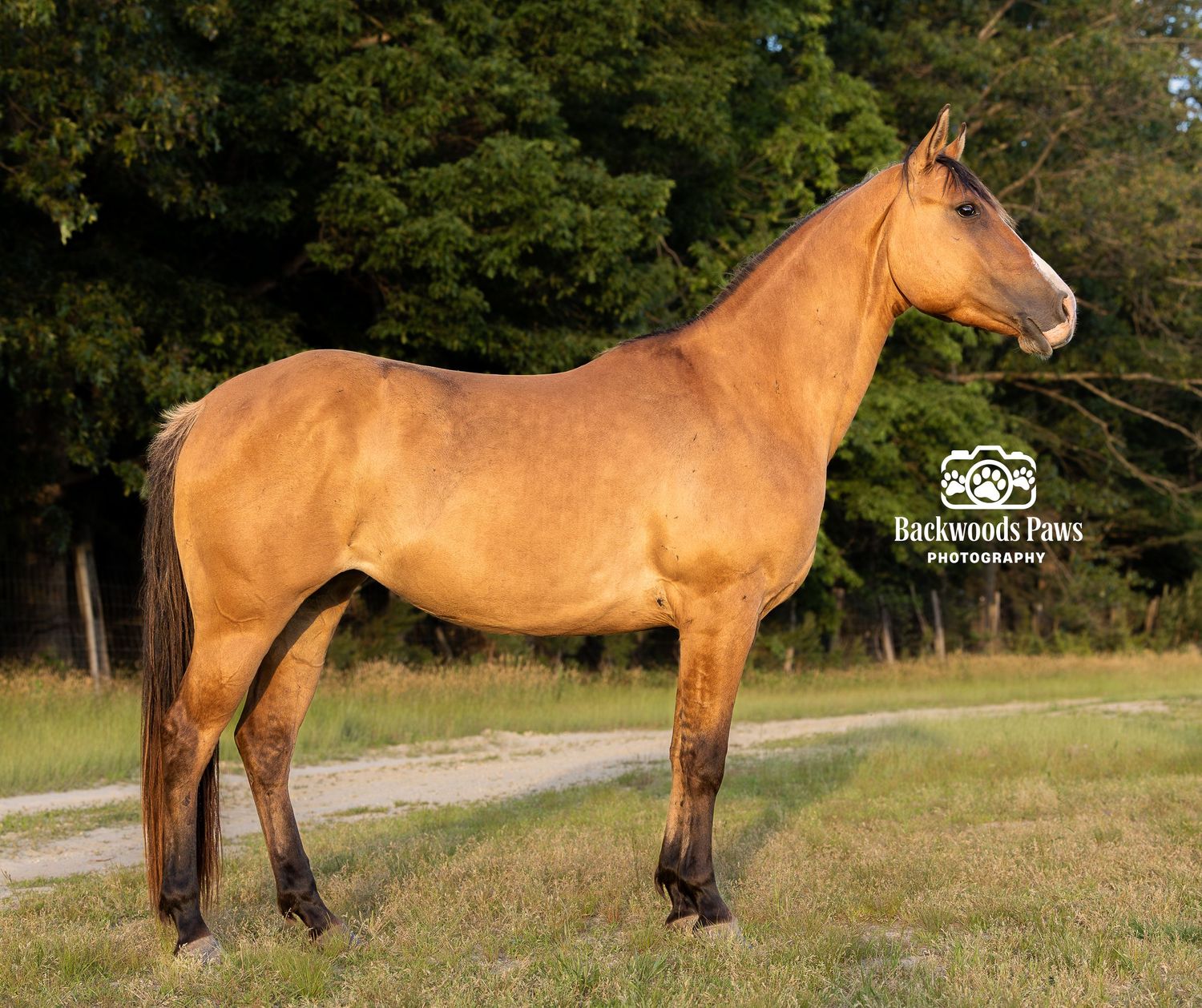 A golden buckskin horse stands posed in a grassy field with green trees in the background, photographed by Backwoods Paws Photography.