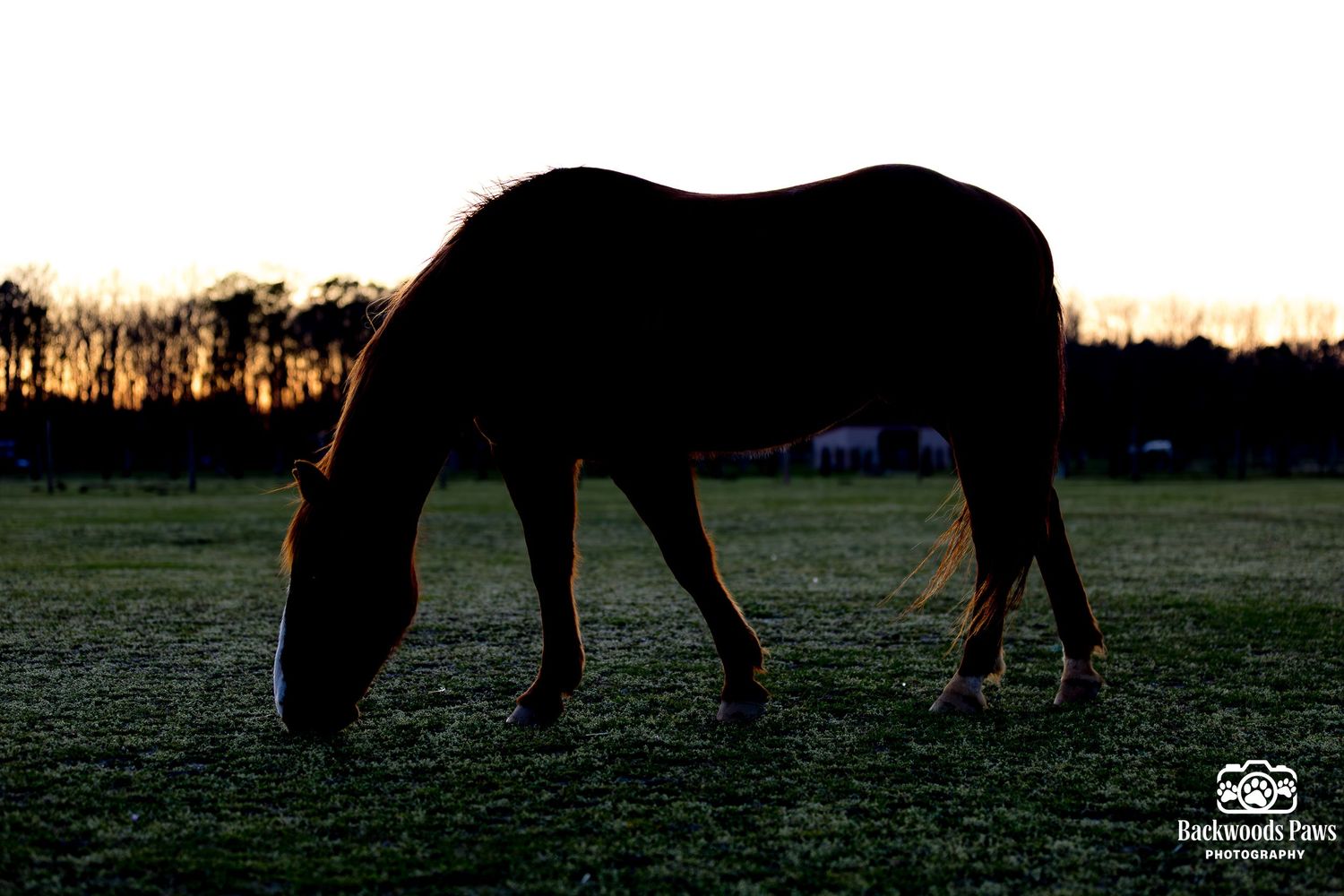 Silhouette of a horse grazing in a field at sunset with golden backlight.