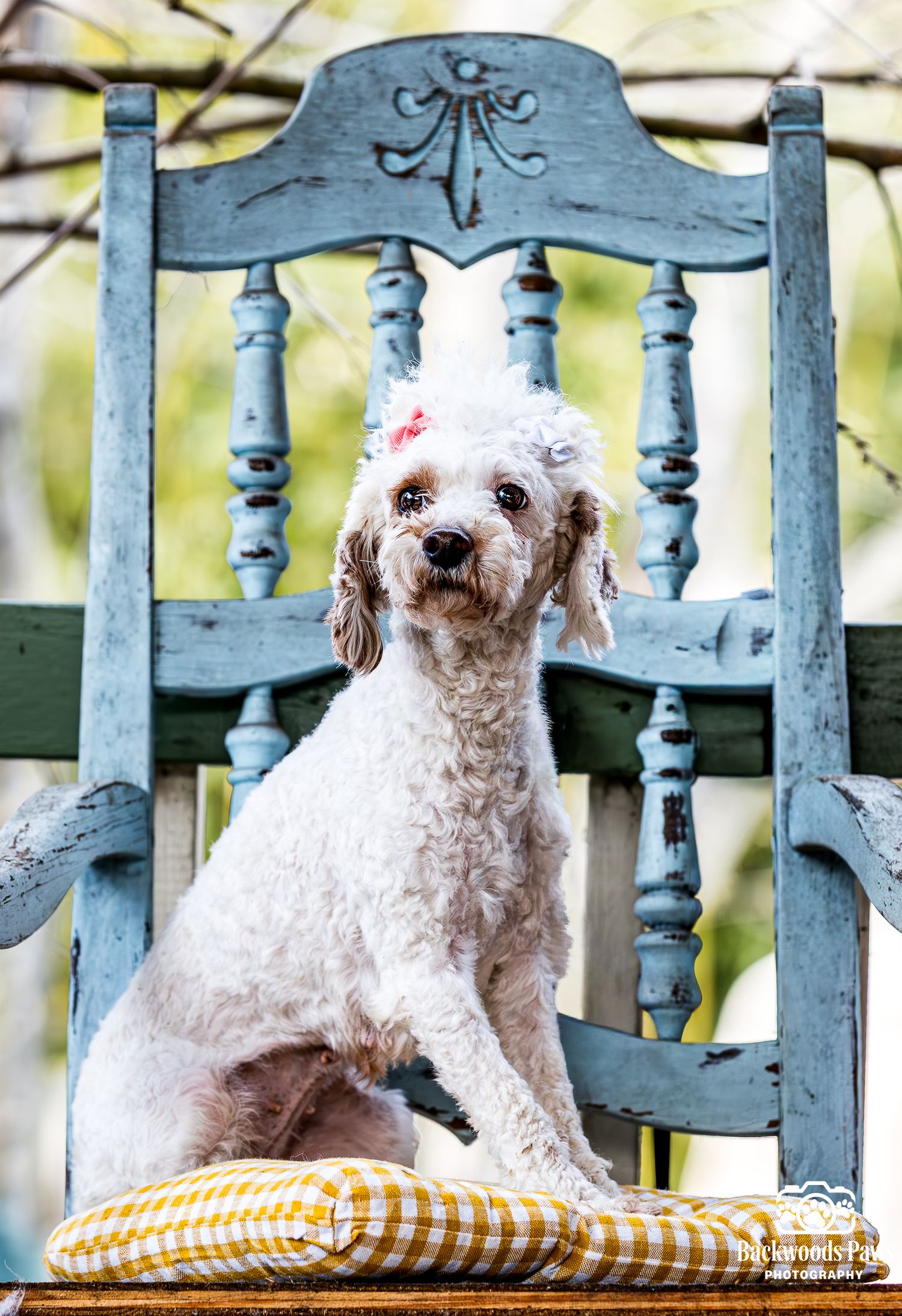 Two white scruffy terrier dogs sitting on an orange gingham cushion against a blue painted fence railing.