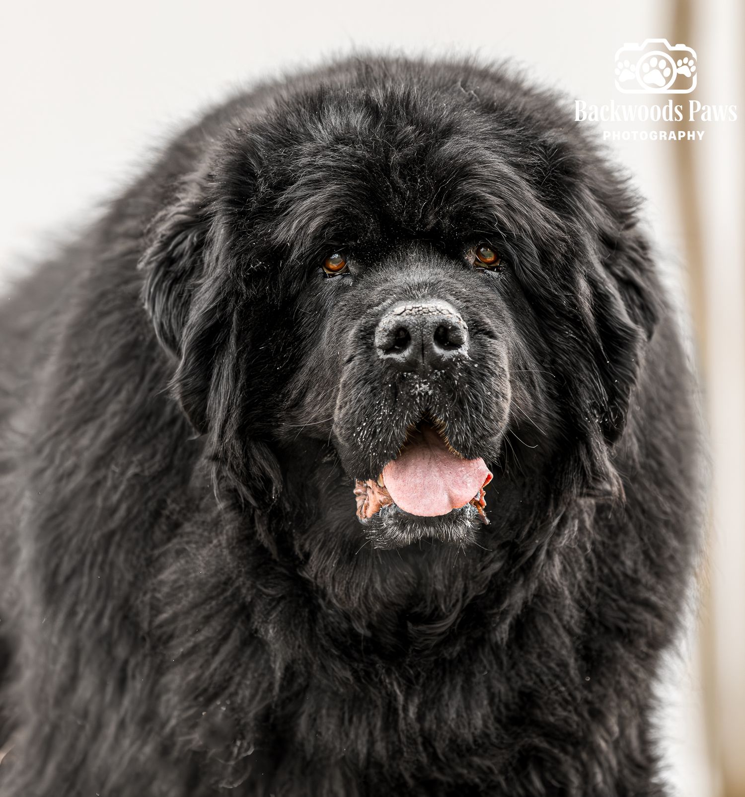 A fluffy black Newfoundland dog with a friendly expression and pink tongue showing in a portrait style photo.