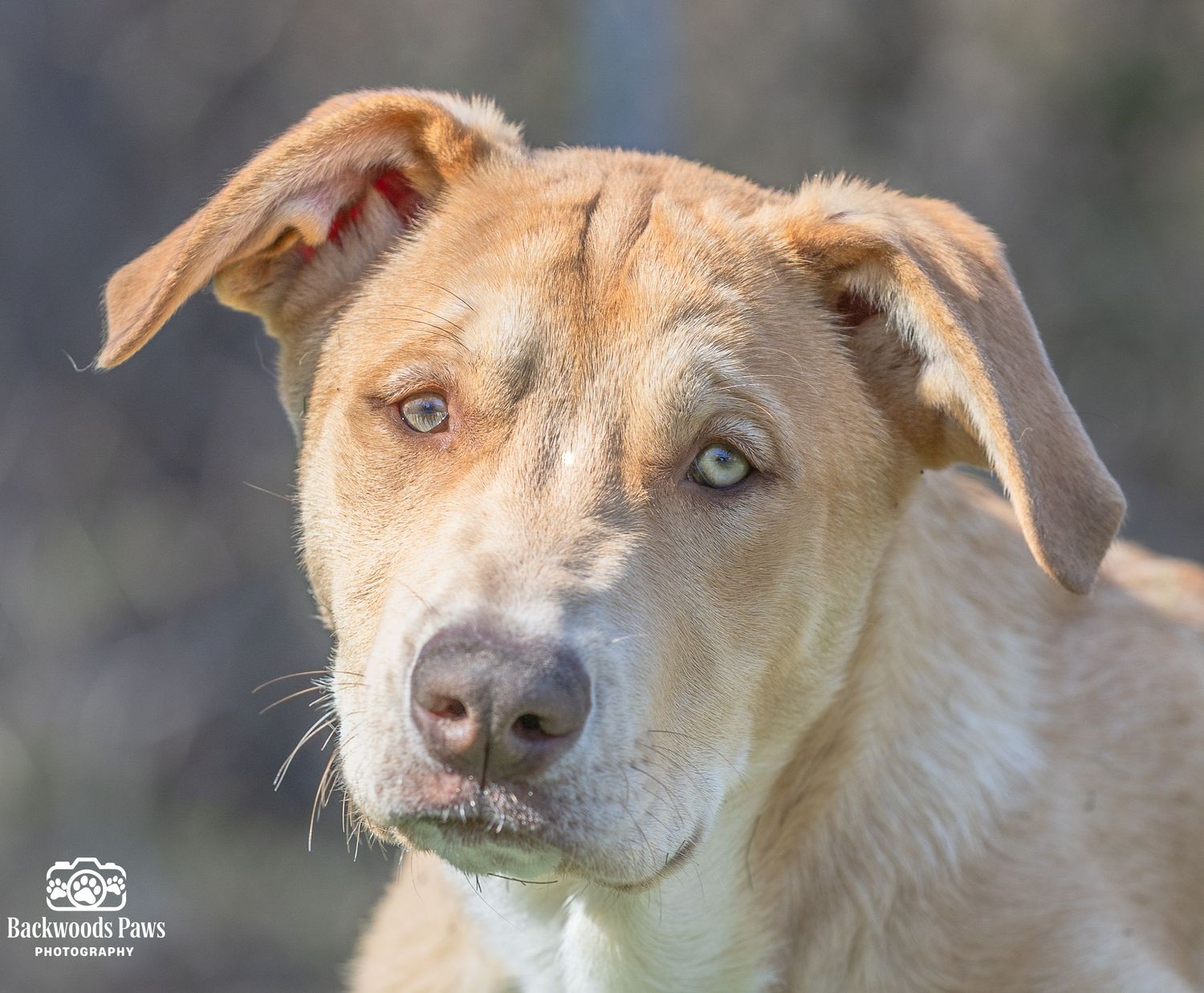 A series of seven close-up profile shots showing a tan dog with blue eyes looking in different directions.