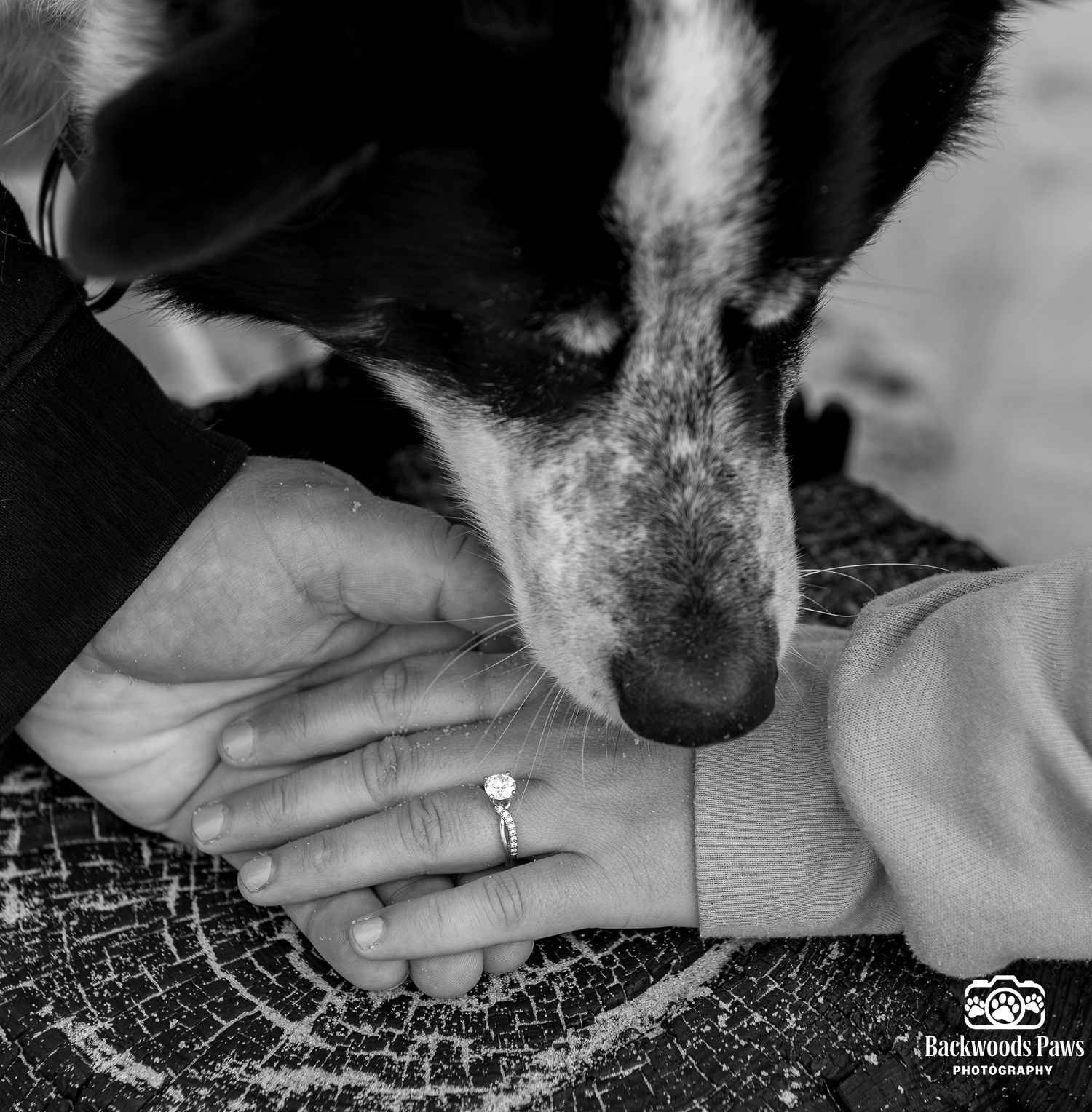 Black and white photo of a dog sniffing an engagement ring on a woman's hand, captured by Backwoods Paws Photography.