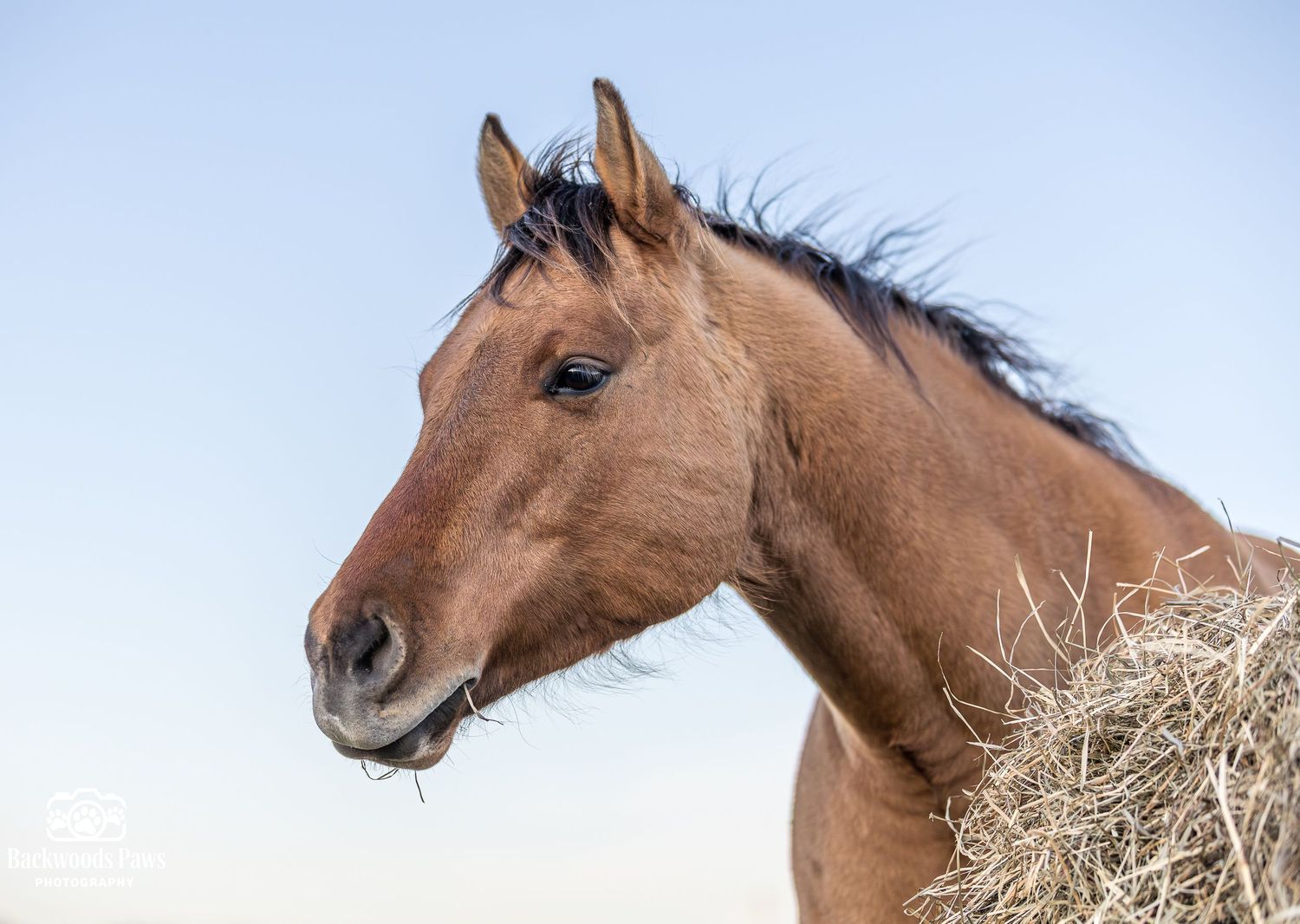 A bay horse eating hay against a clear blue sky, showcasing its elegant profile and flowing mane.