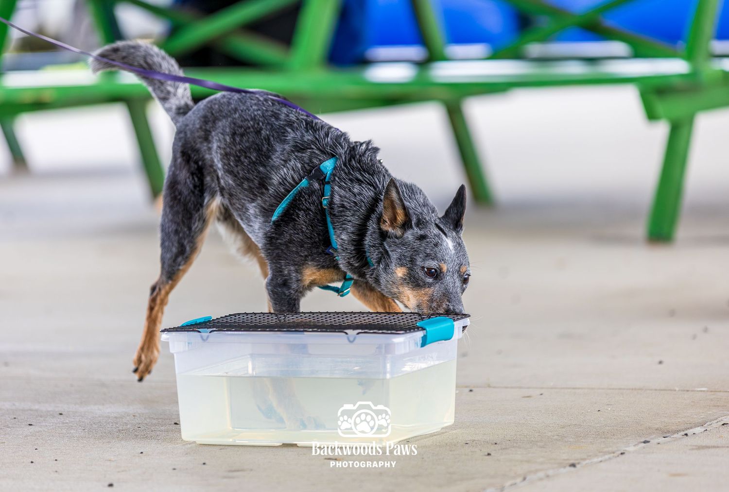 A blue heeler dog sniffs a plastic container during an outdoor nosework training exercise while wearing a teal harness.