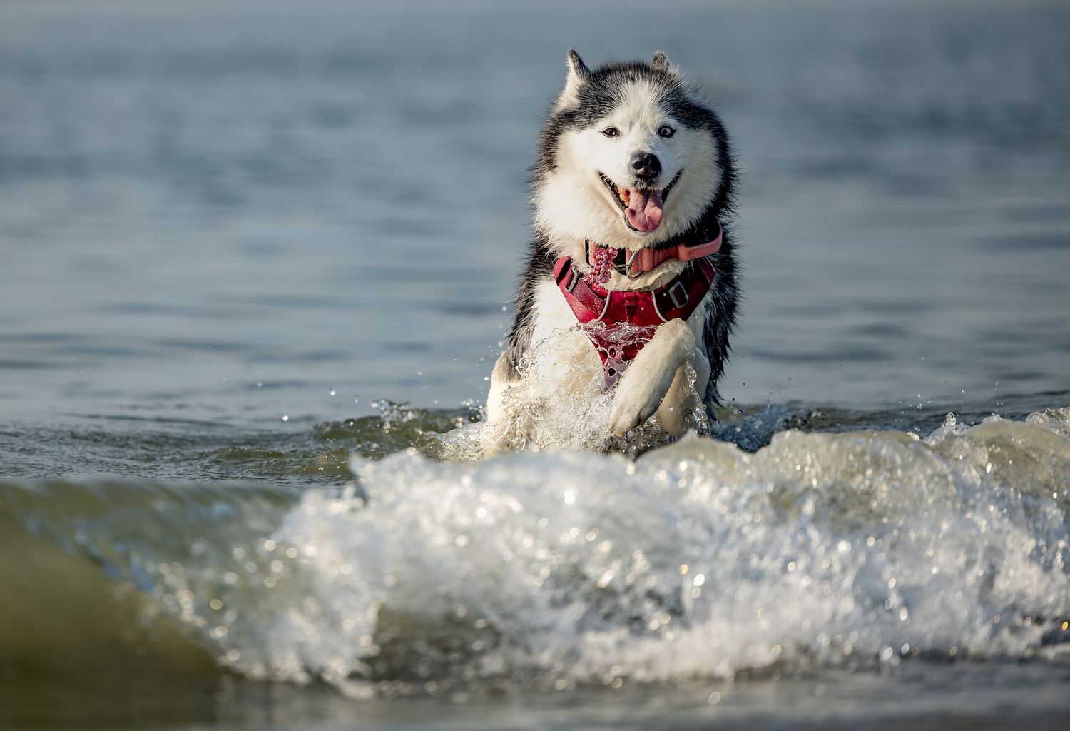 A happy Siberian Husky wearing a red harness splashing through ocean waves on a sunny beach day.