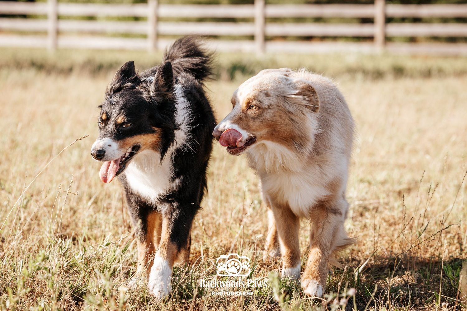 Two Australian Shepherd dogs playing together in a golden field with a wooden fence in the background.