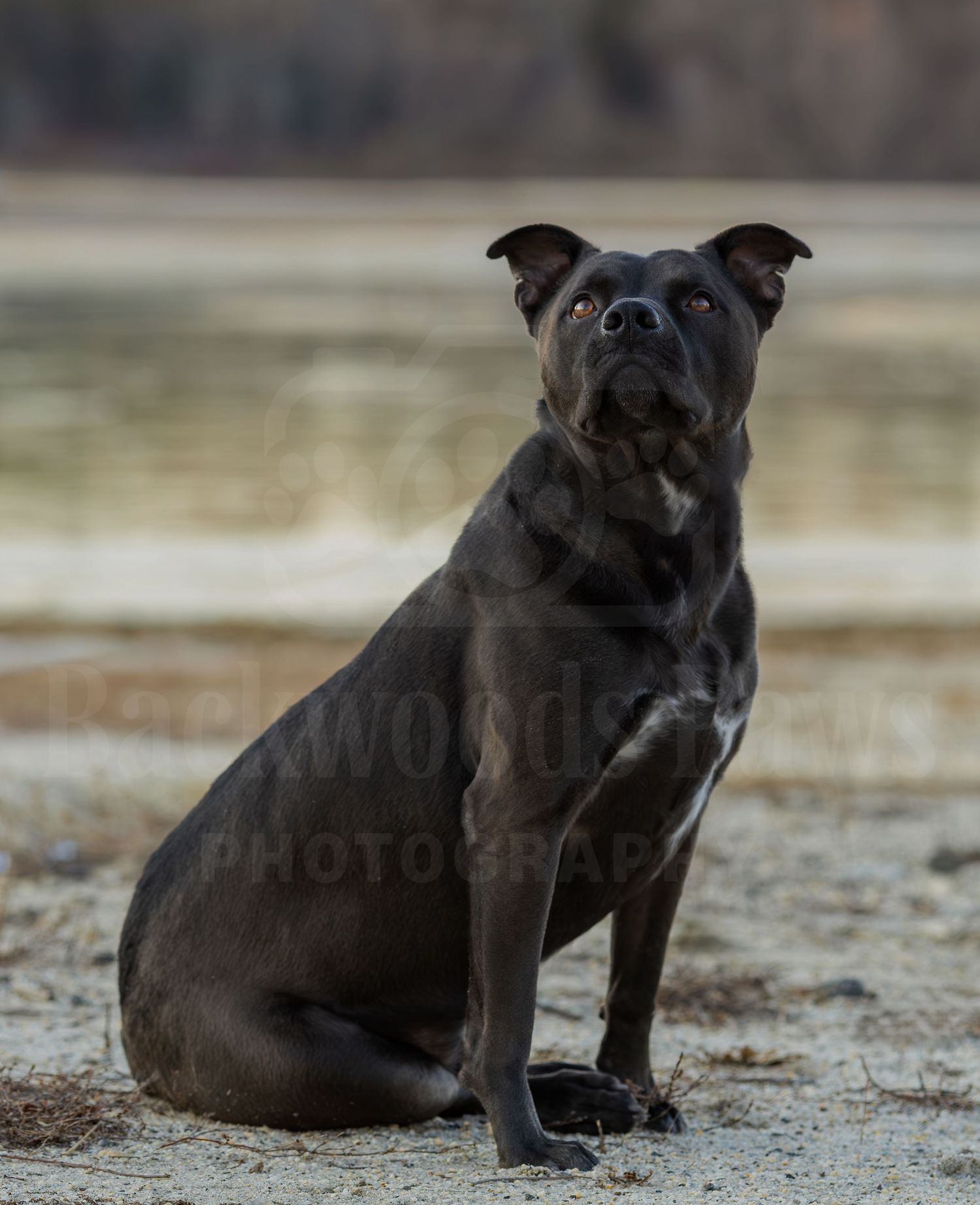 A black Staffordshire Bull Terrier sits proudly on sandy ground with a blurred natural background.
