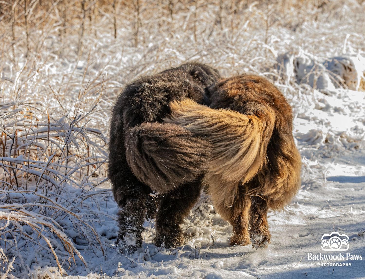 Two Highland cattle with shaggy coats stand together in a snowy winter field with dried grasses.