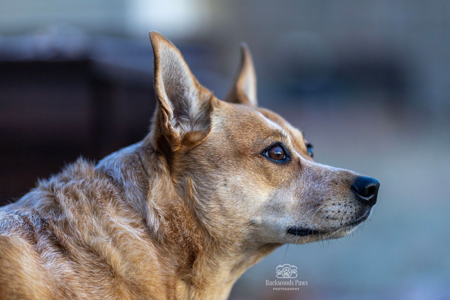 A series of profile shots showing a Shiba Inu dog with tan fur and pointed ears looking to the side.