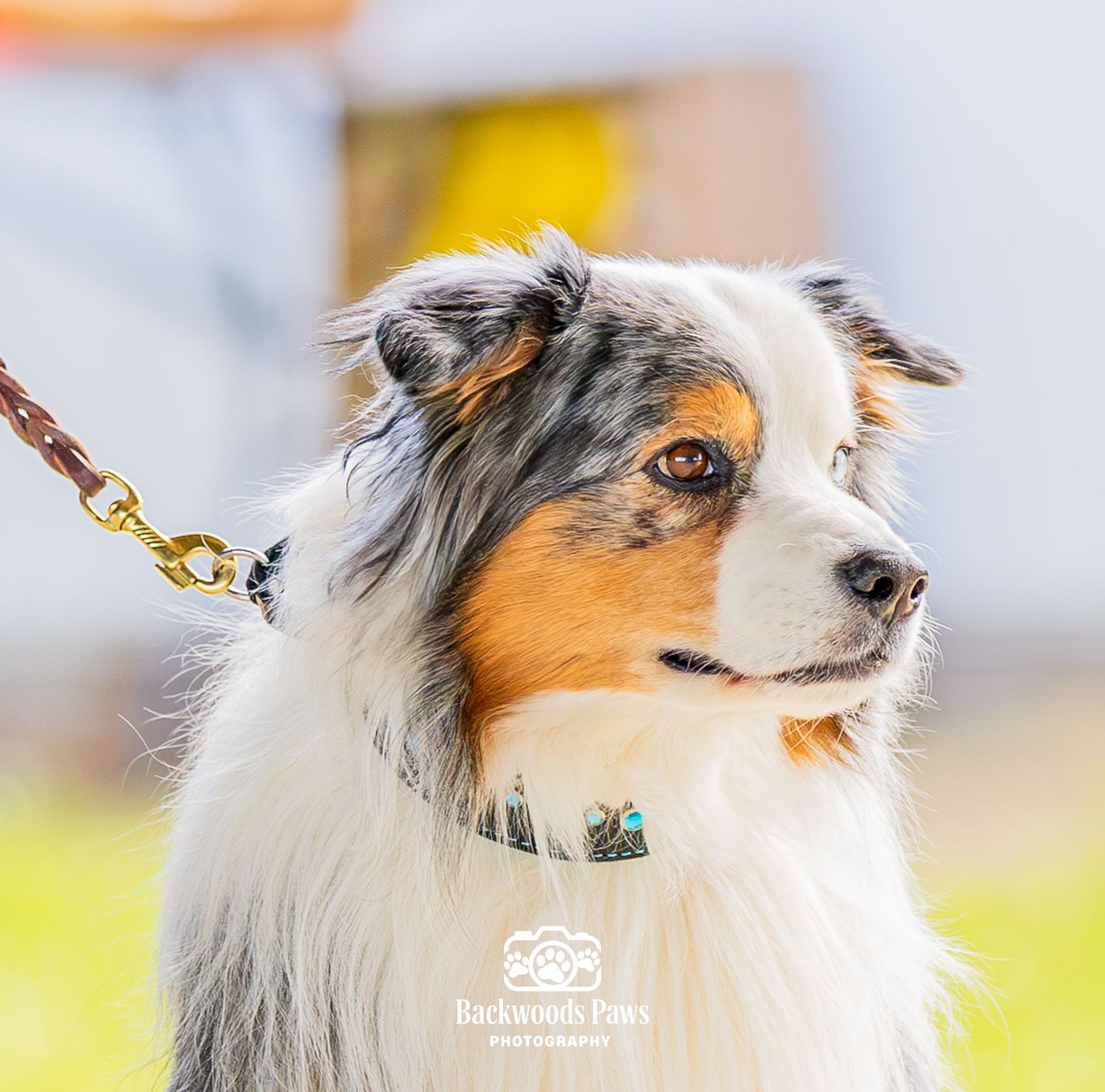 Australian Shepherd dog on leash with merle coat and tan markings posing outdoors at a dog show event.