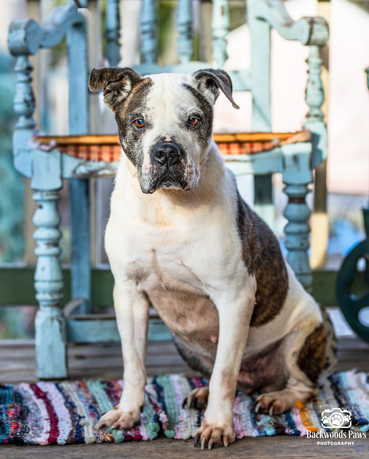 Brindle and white English Bulldog poses outdoors against a decorative porch railing with colorful rugs.