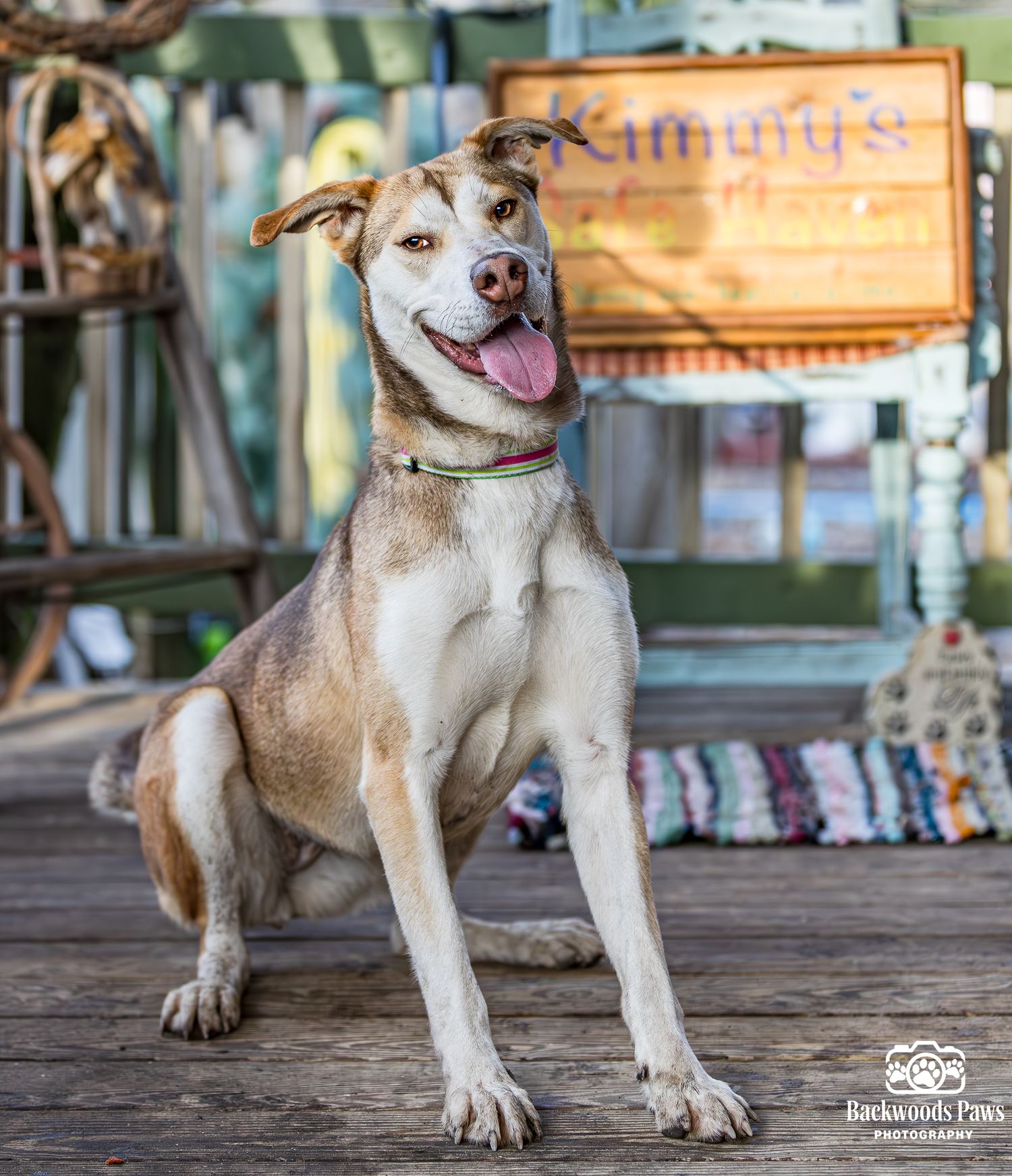 A happy brown and white dog sitting on wooden decking with a blurred background of buildings and shops.