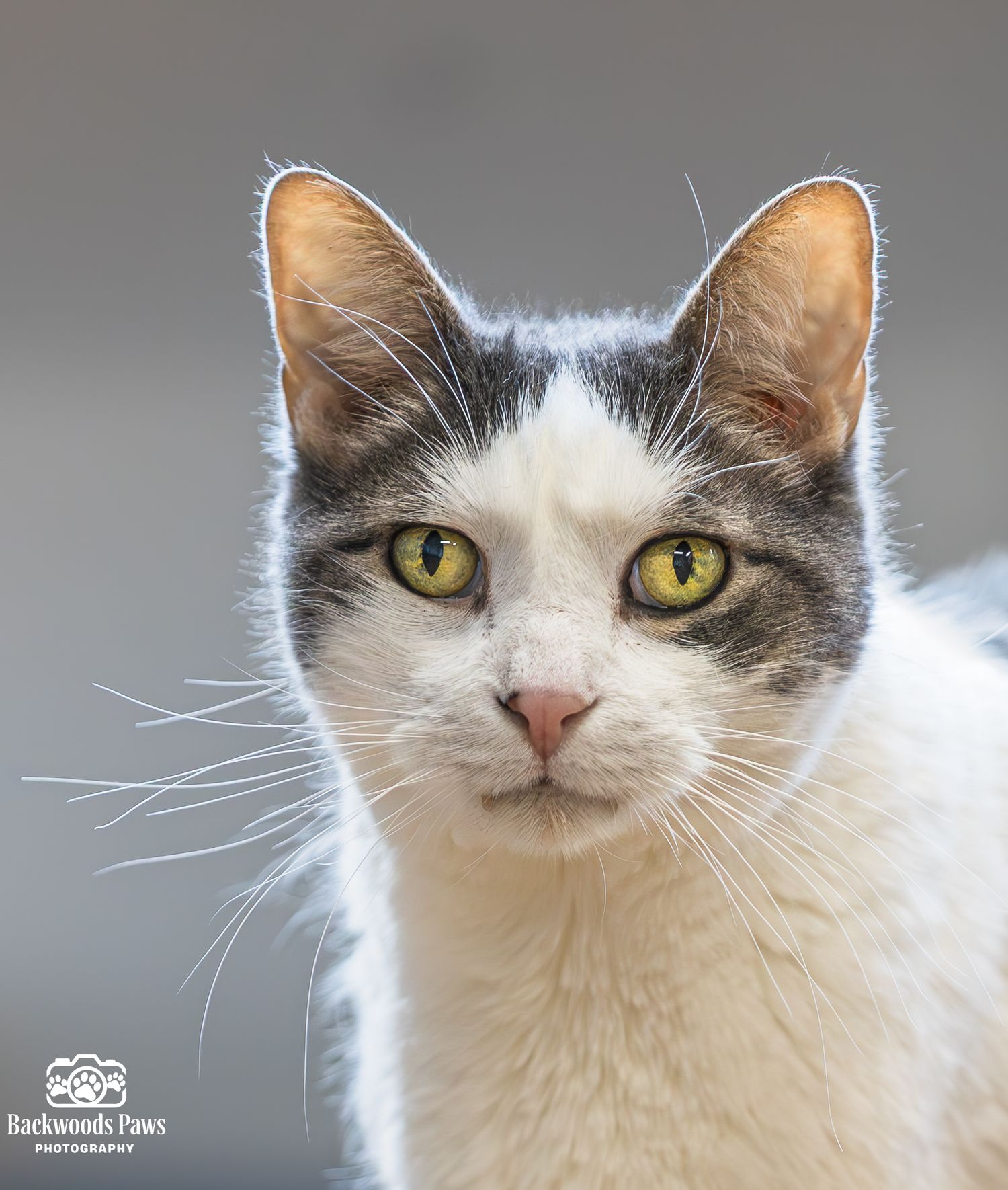 Close-up portrait of a white and gray cat with striking yellow eyes and alert ears against a blurred background.