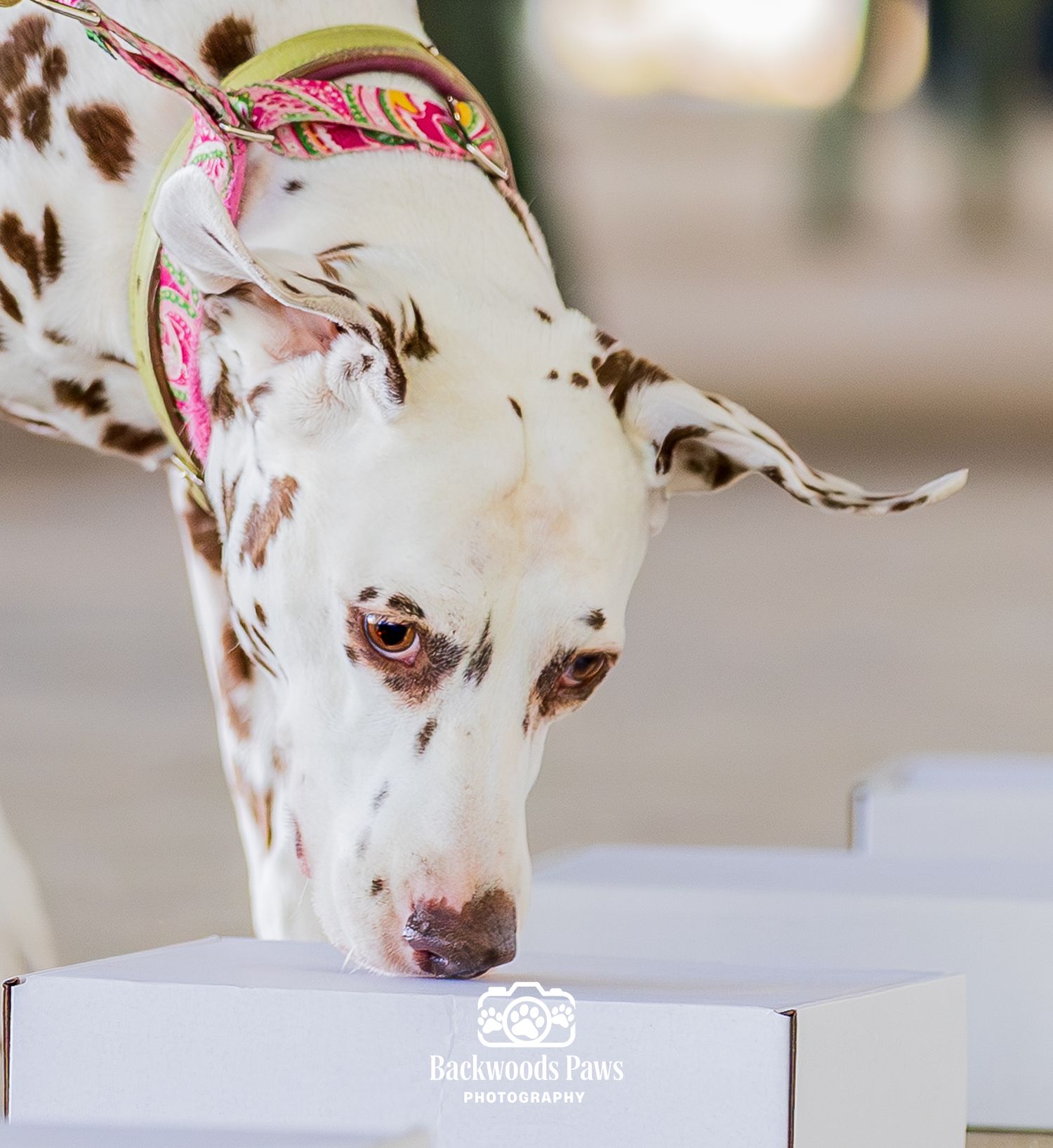 A liver-spotted Dalmatian wearing a pink floral harness sniffs a white box during a professional pet photography session.