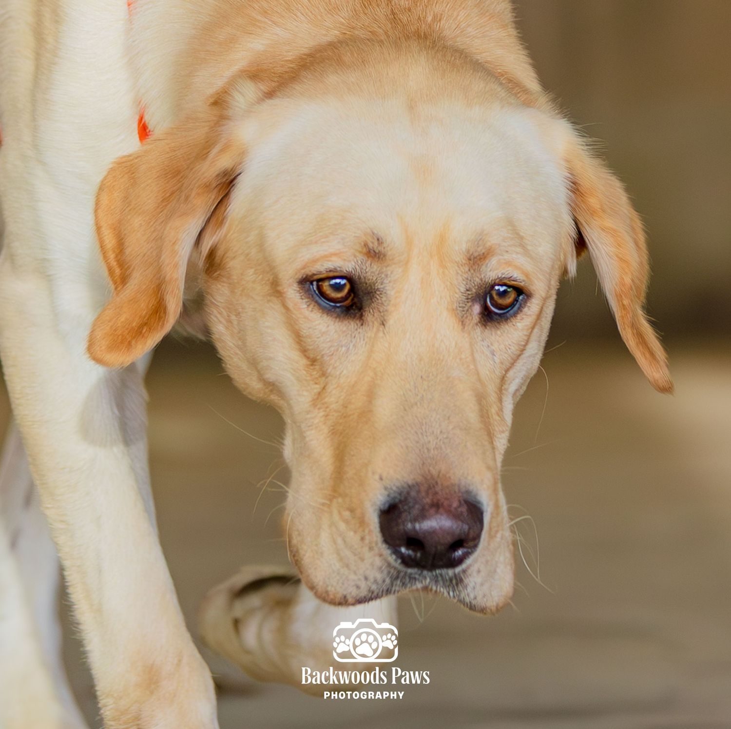 A yellow Labrador Retriever dog looking down with soulful brown eyes, photographed by Backwoods Paws Photography.