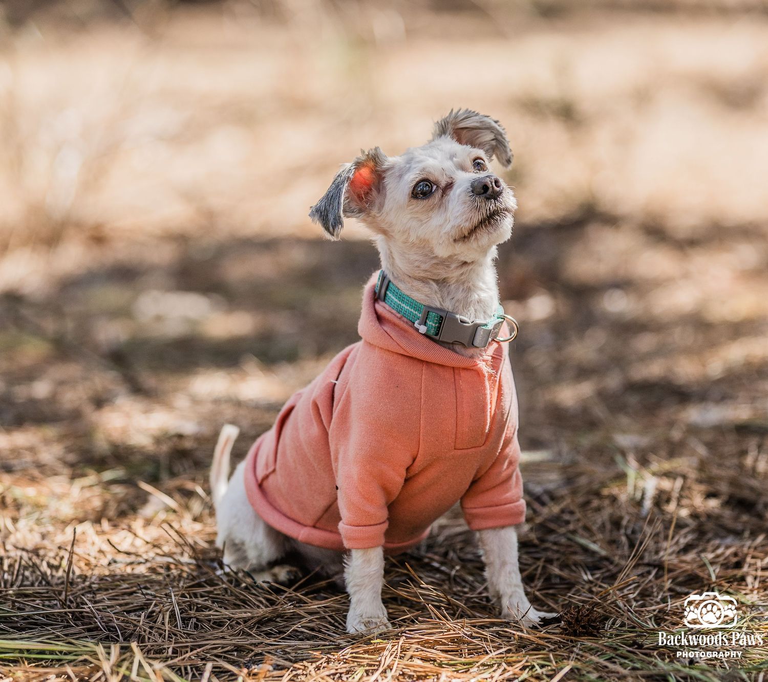 A small white puppy wearing a coral-colored sweater sits on pine needles in natural outdoor lighting.