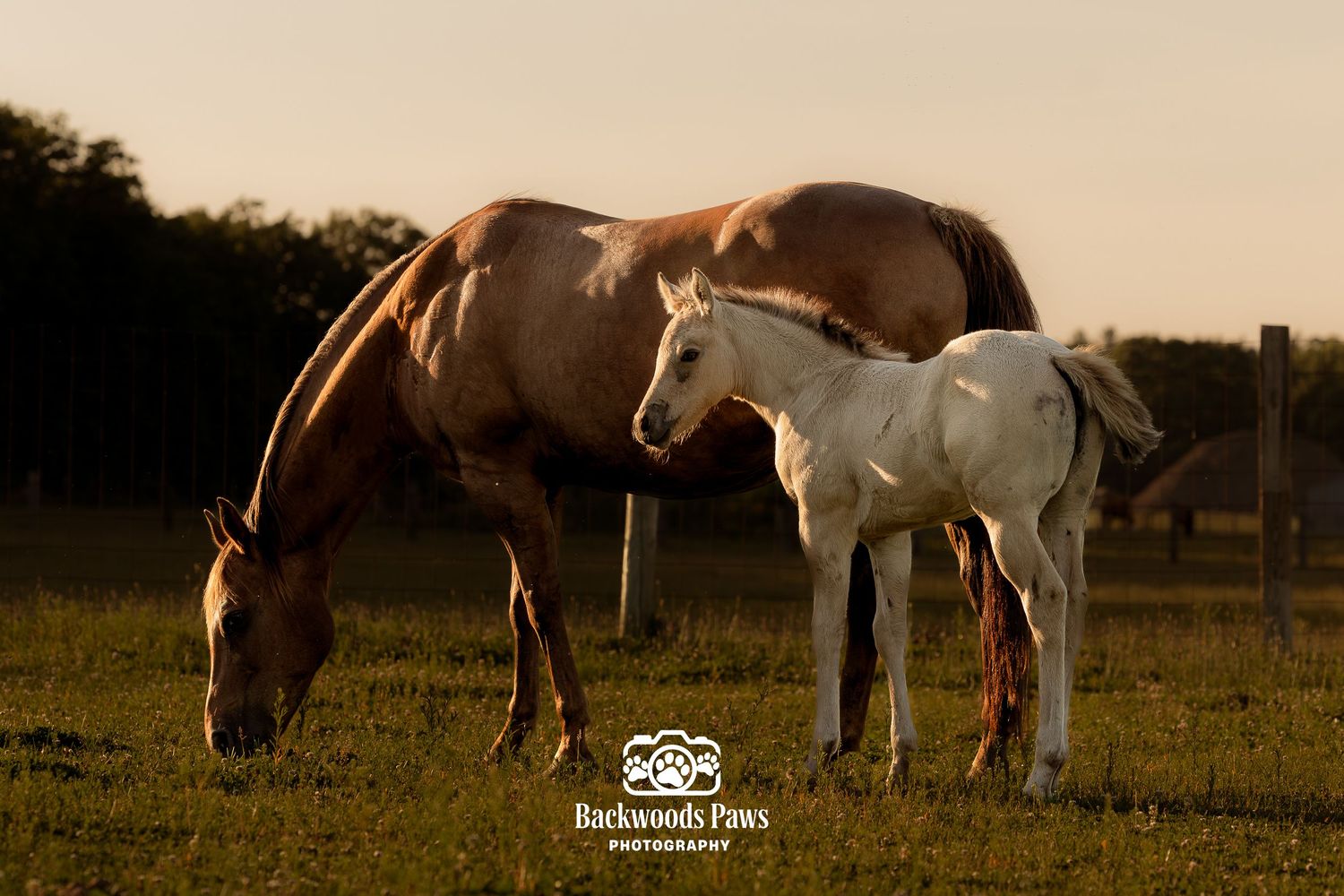A chestnut mare grazes beside a white foal in a sunlit green pasture at golden hour.