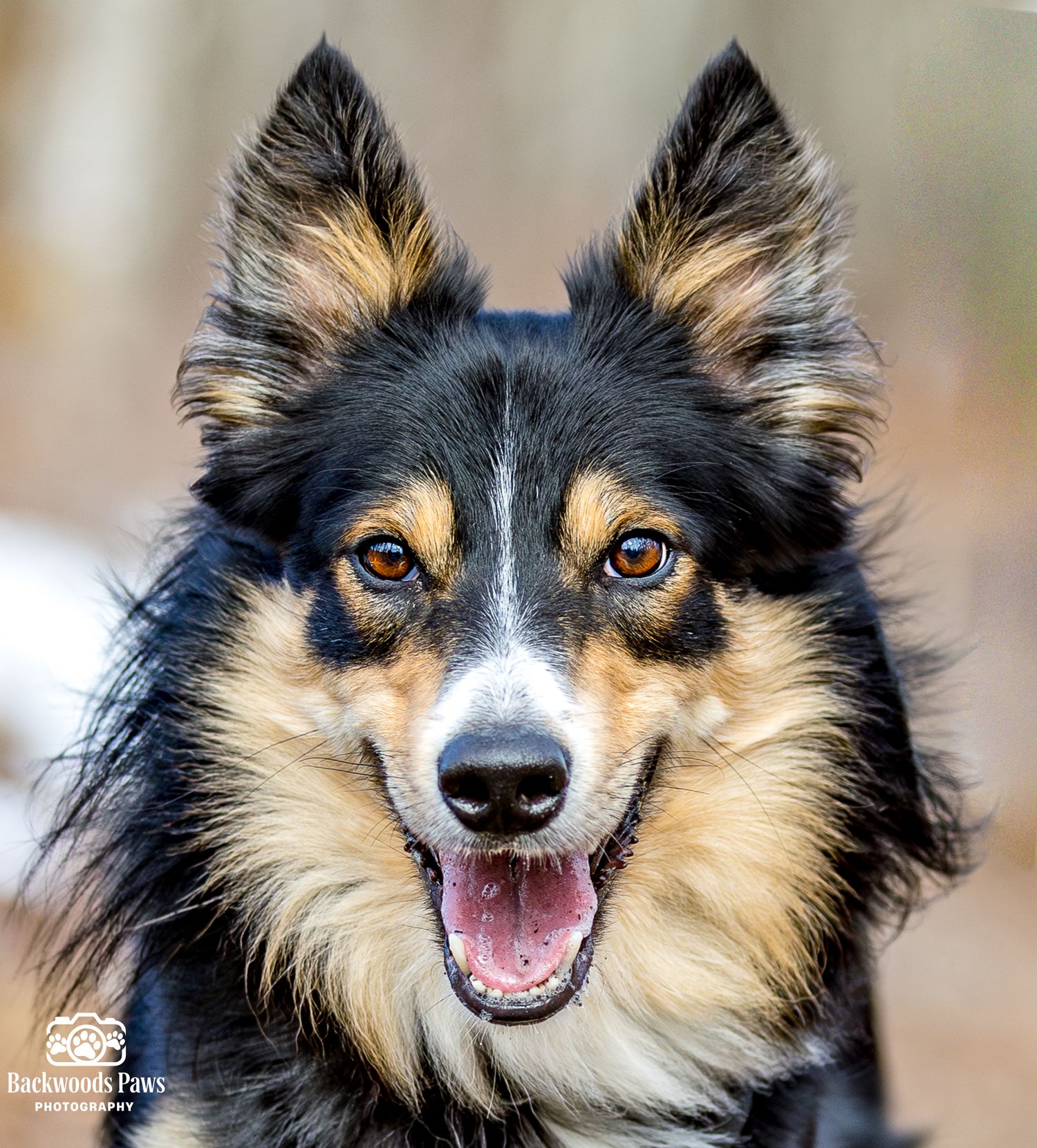 Black and tan Border Collie mix with bright eyes and open mouth smiling.