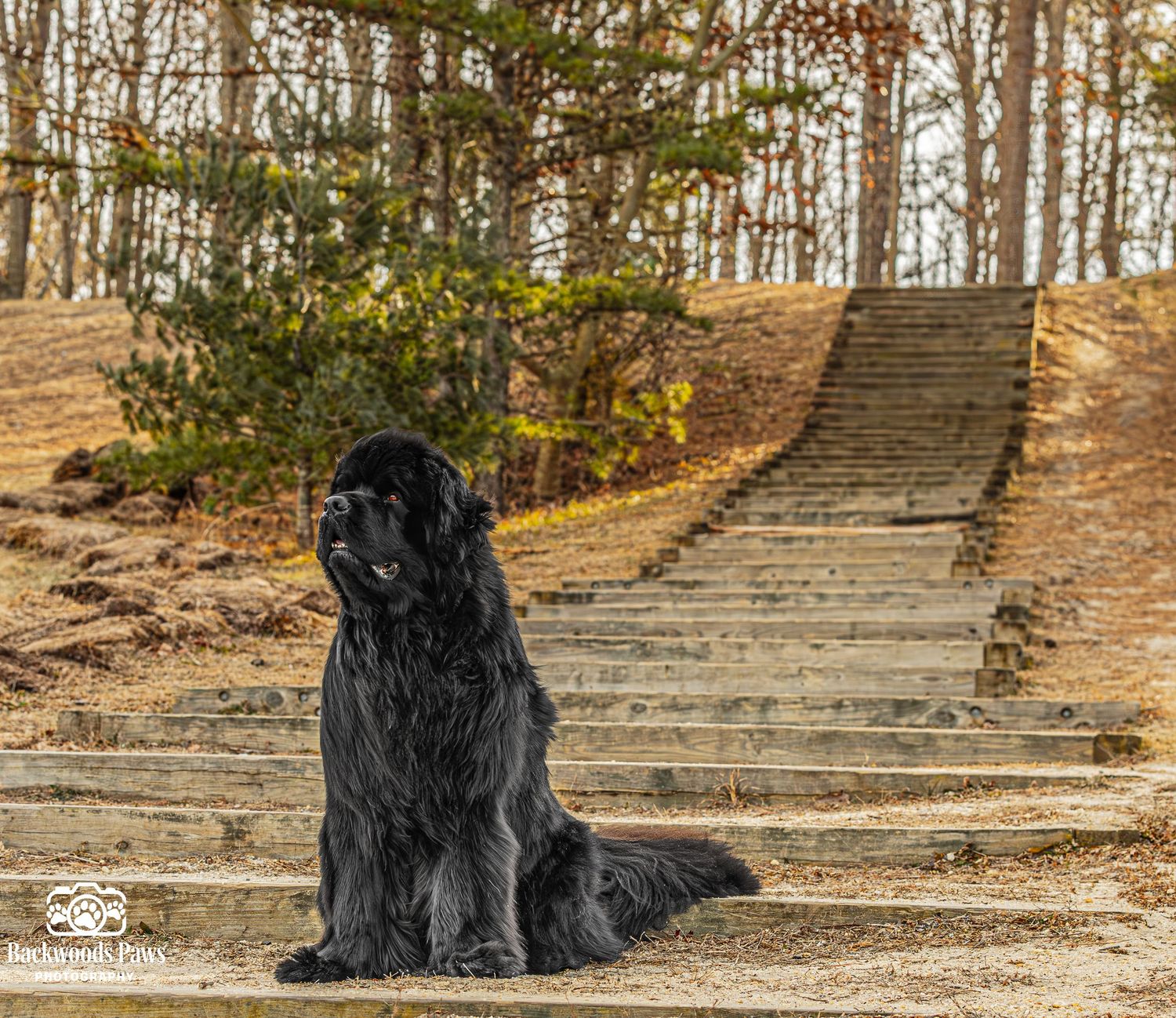 A black Newfoundland dog sits patiently on outdoor stone steps surrounded by autumn trees at sunset.