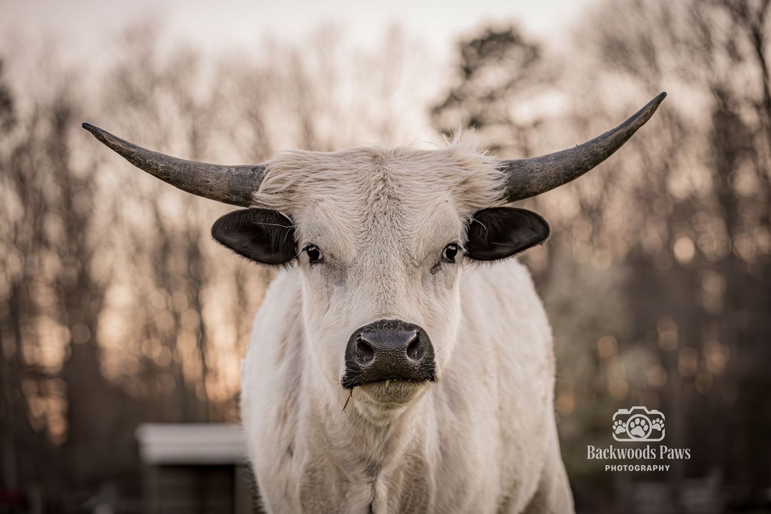 White longhorn bull with large curved horns photographed up close outdoors at golden hour by Backwoods Paws Photography.