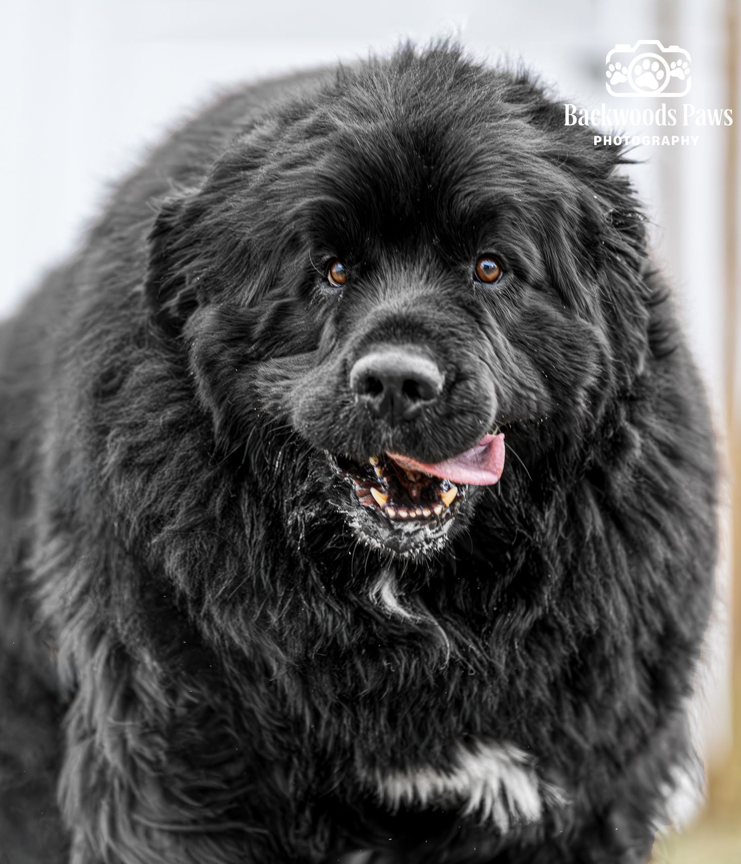 A series of close-up shots showing a black fluffy dog with different facial expressions and moods.