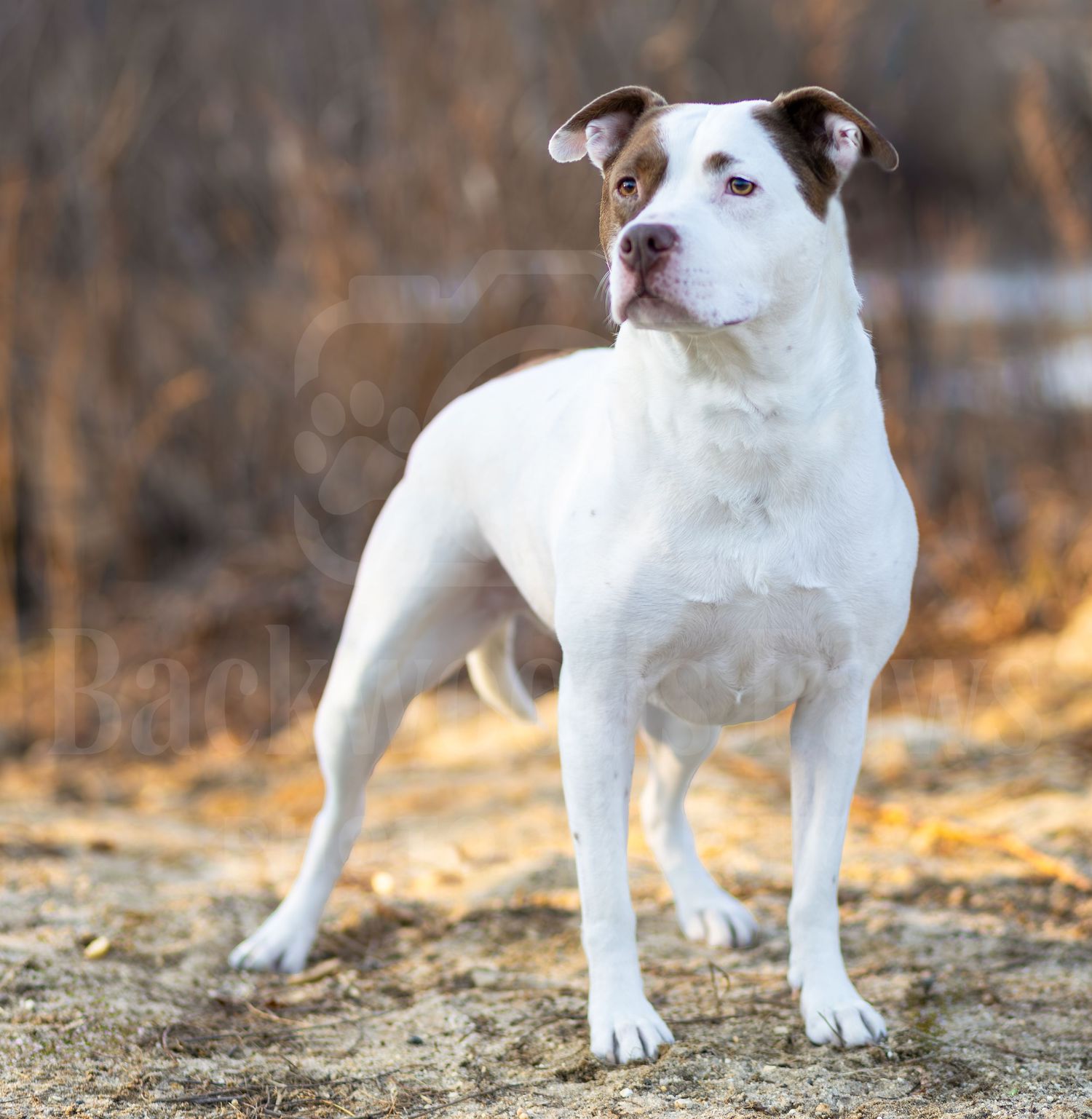 White puppy with brown spots stands alertly on dry grass in autumn landscape.