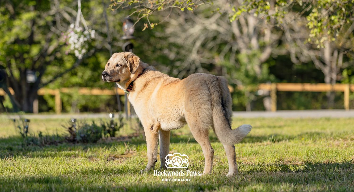 A golden Labrador Retriever stands on green grass in a sunny park with trees and a wooden fence.