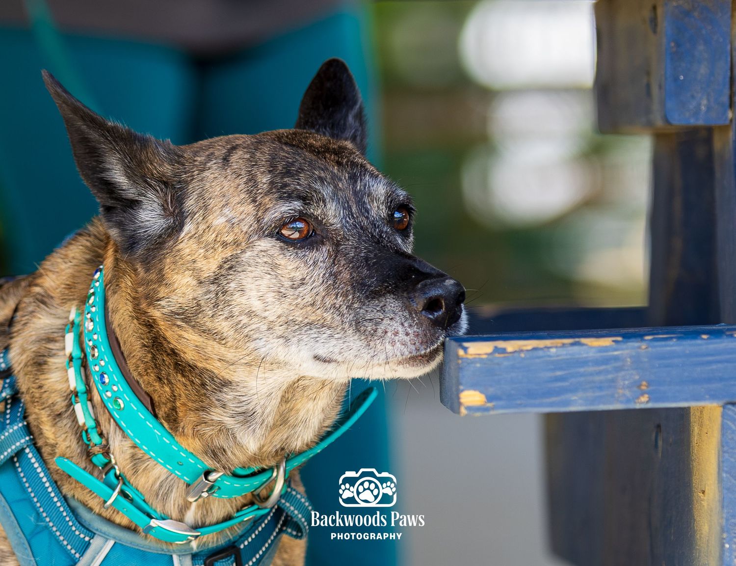 Brindle dog with teal collar gazes alertly to the side near a blue wooden fence outdoors.