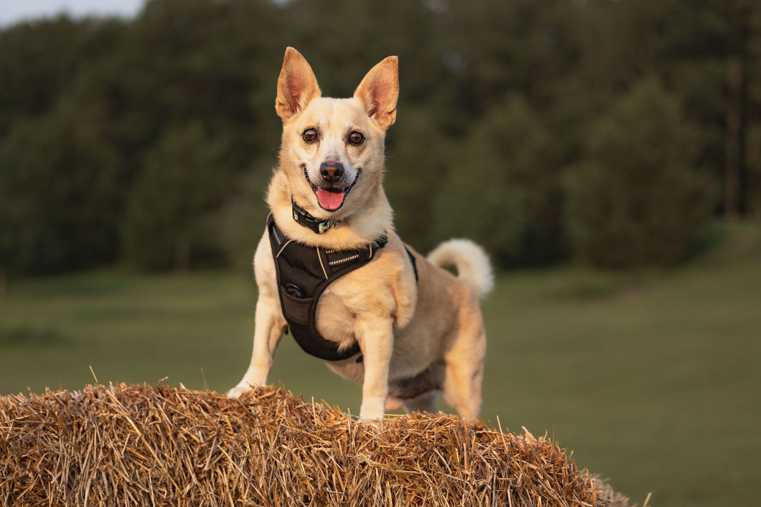 A happy dog wearing a harness stands proudly on a hay bale in a green field at golden hour.