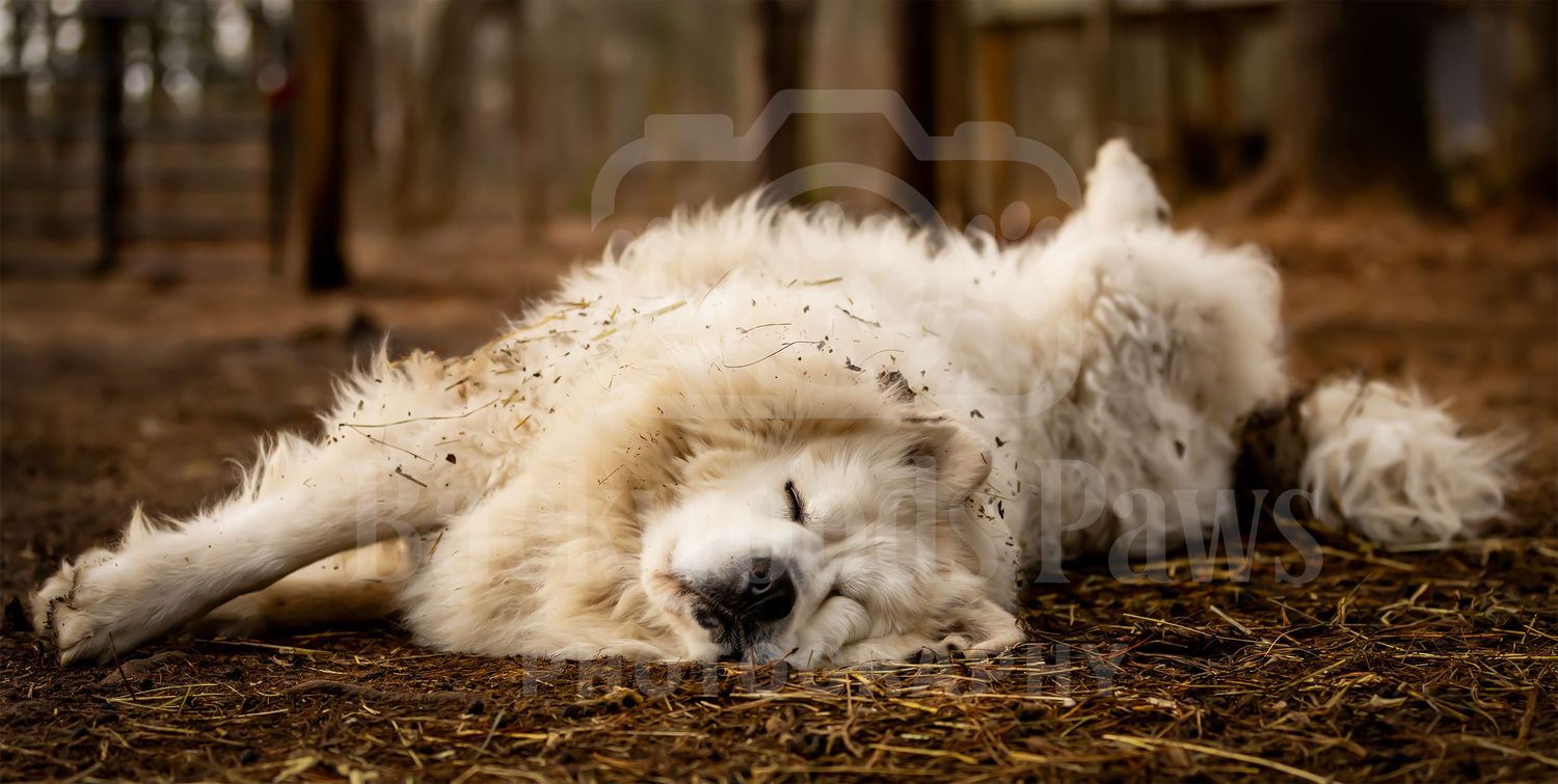 A white dog lies peacefully sleeping on a bed of hay in warm sunlight.