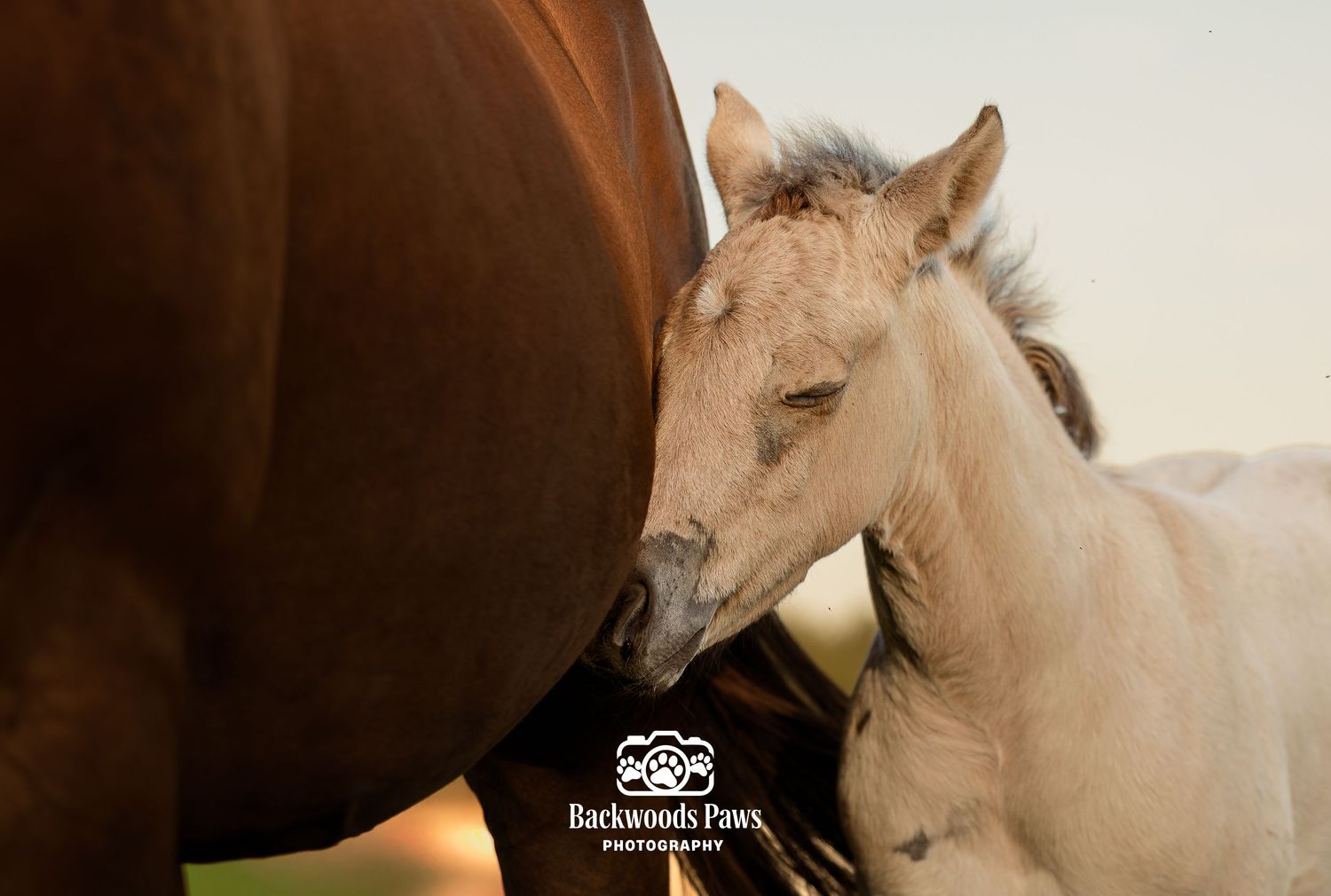 A newborn white foal stands beside its dark brown mare mother in a soft golden light outdoor setting.