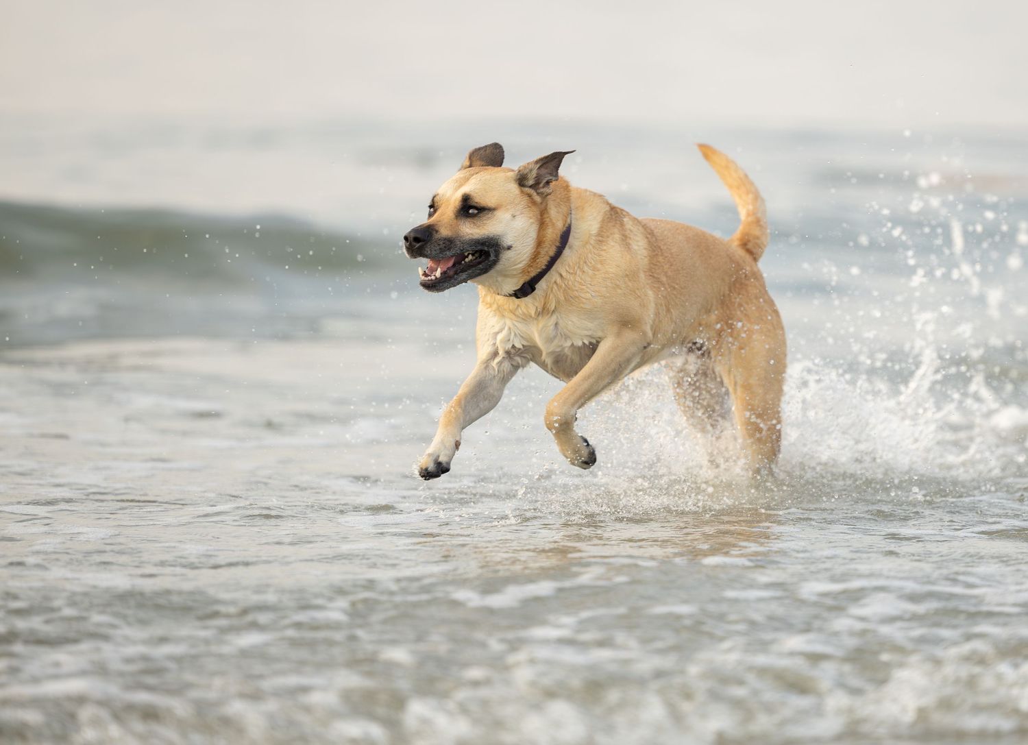 A happy tan dog runs through ocean waves on a sunny beach, splashing water with an open mouth.