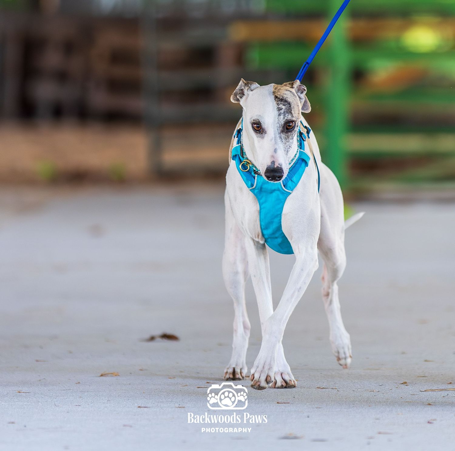A white greyhound dog wearing a teal harness walks on a blue leash outdoors near a wooden fence.