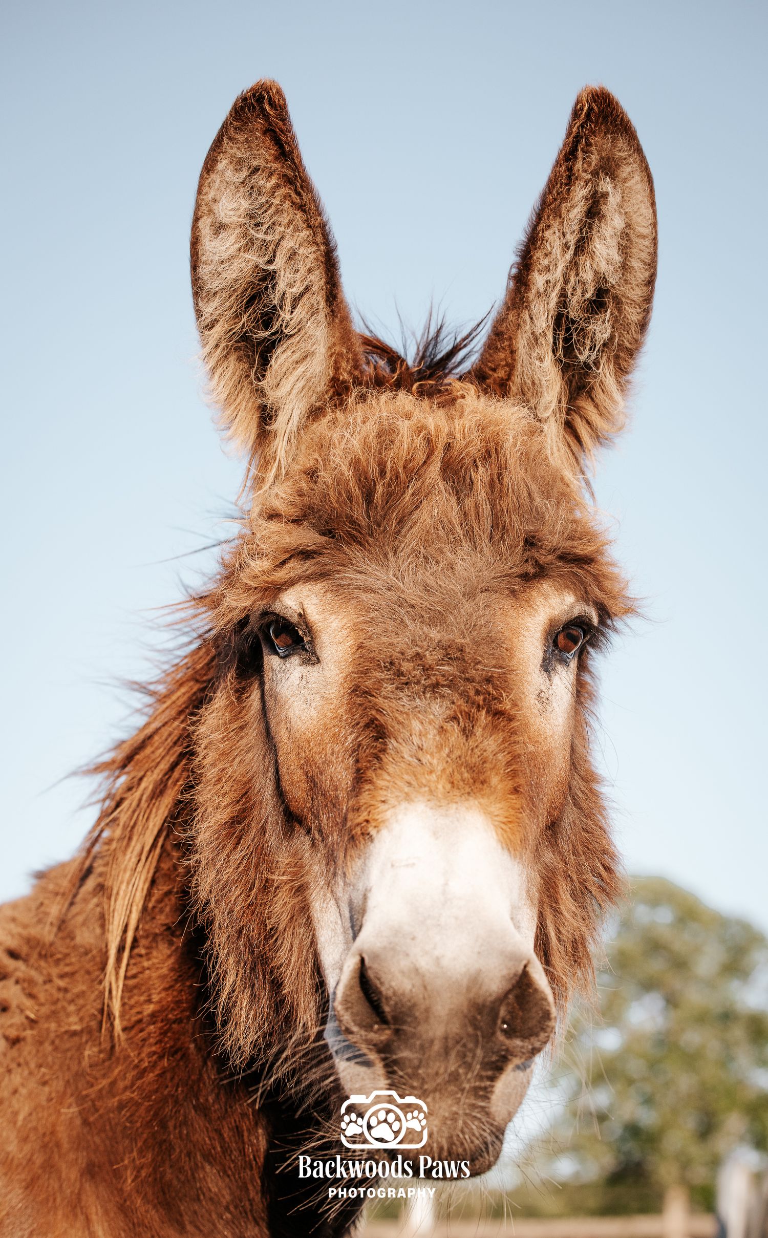 Close-up portrait of a fluffy brown donkey with large ears and white muzzle against a clear blue sky.