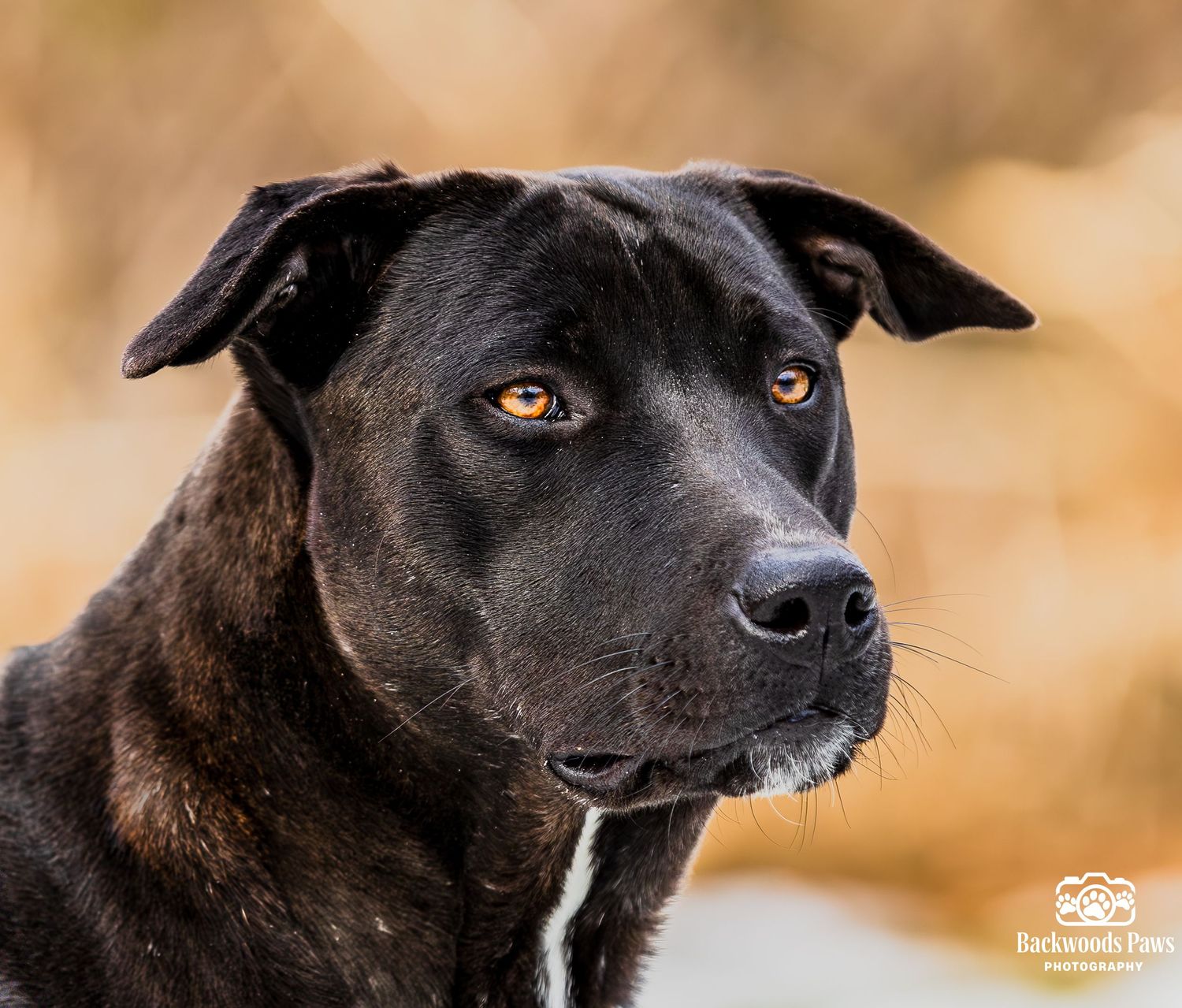 A black dog with amber eyes gazes intently in a series of close-up portrait shots against a warm blurred background.