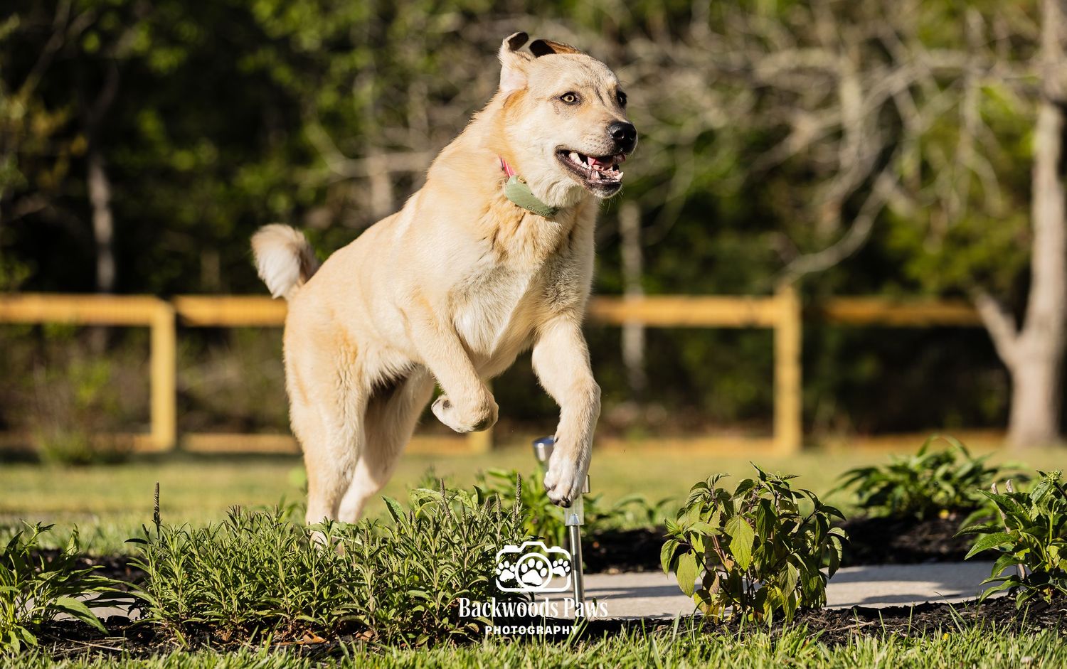A happy yellow Labrador Retriever leaps playfully in a lush green yard on a sunny day.