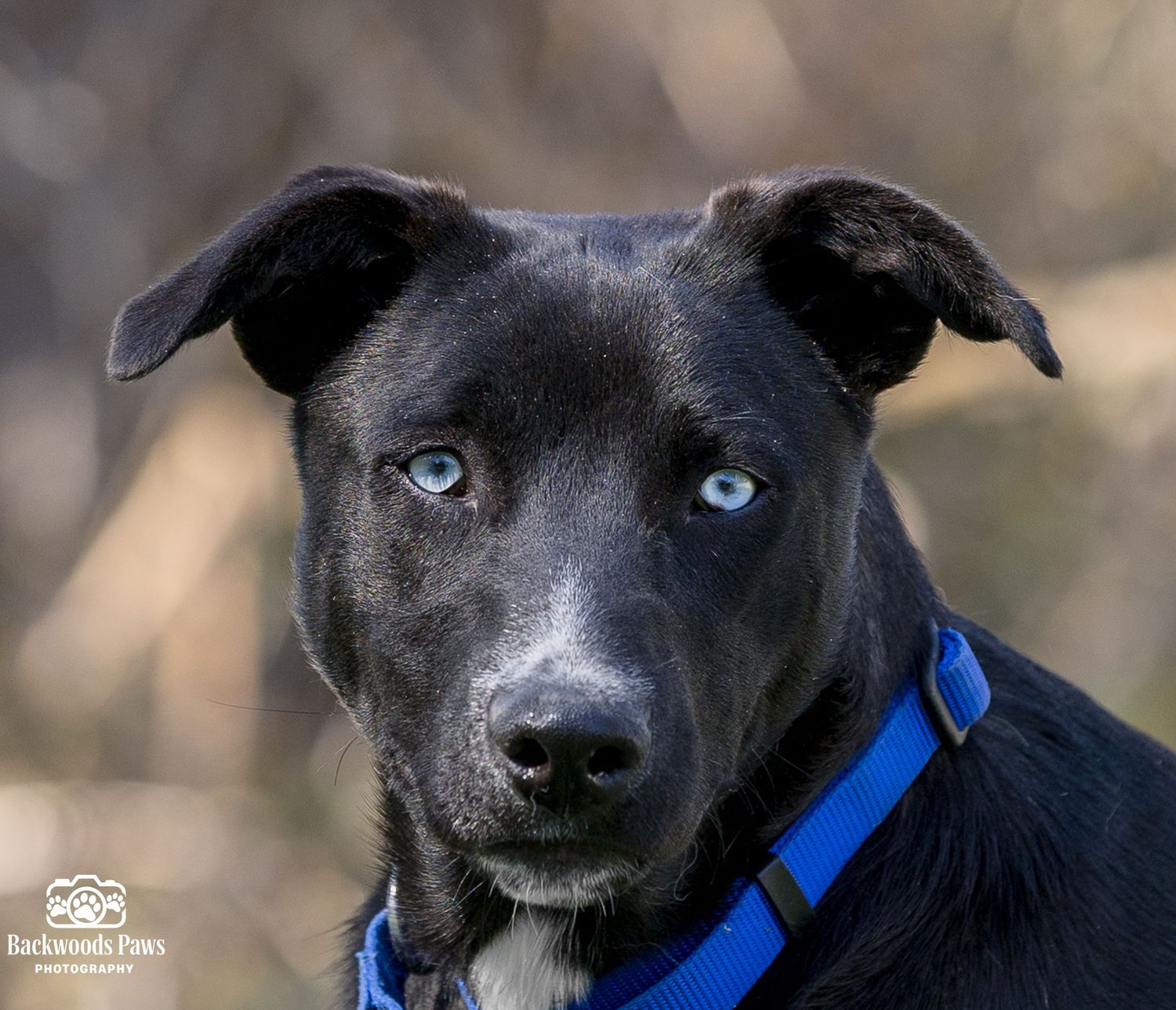 Black dog with bright blue eyes wearing a blue collar gazes intently at the camera in an outdoor setting.