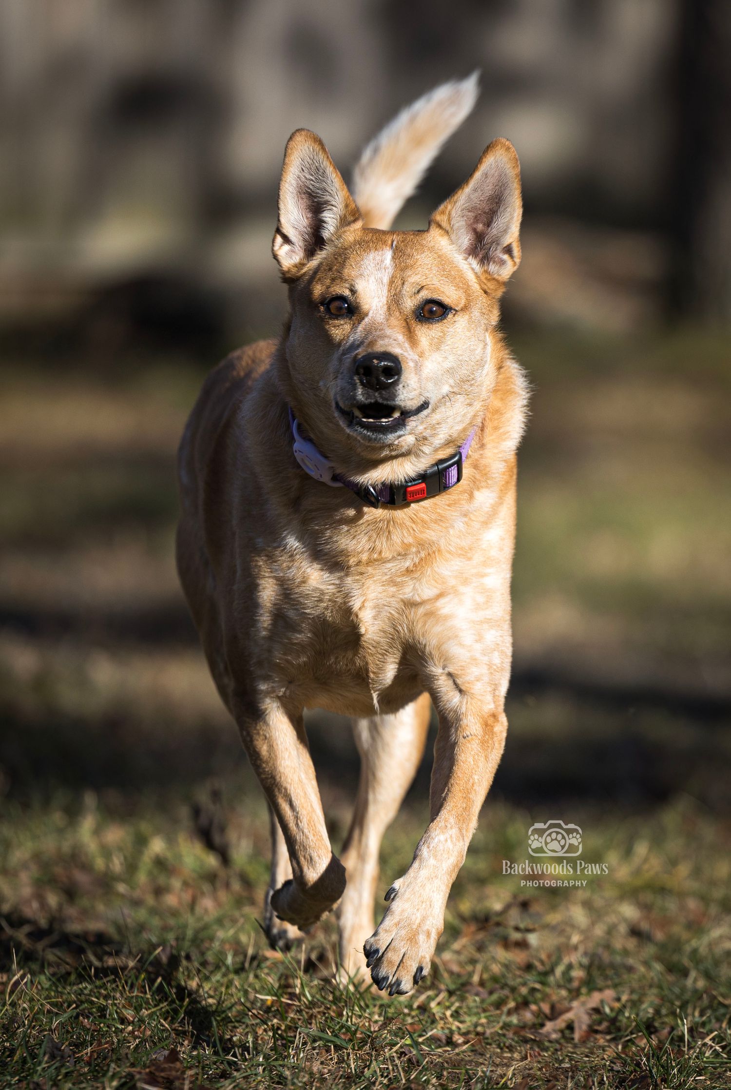 A golden-brown mixed breed dog runs energetically across a grassy field, wearing a blue collar.