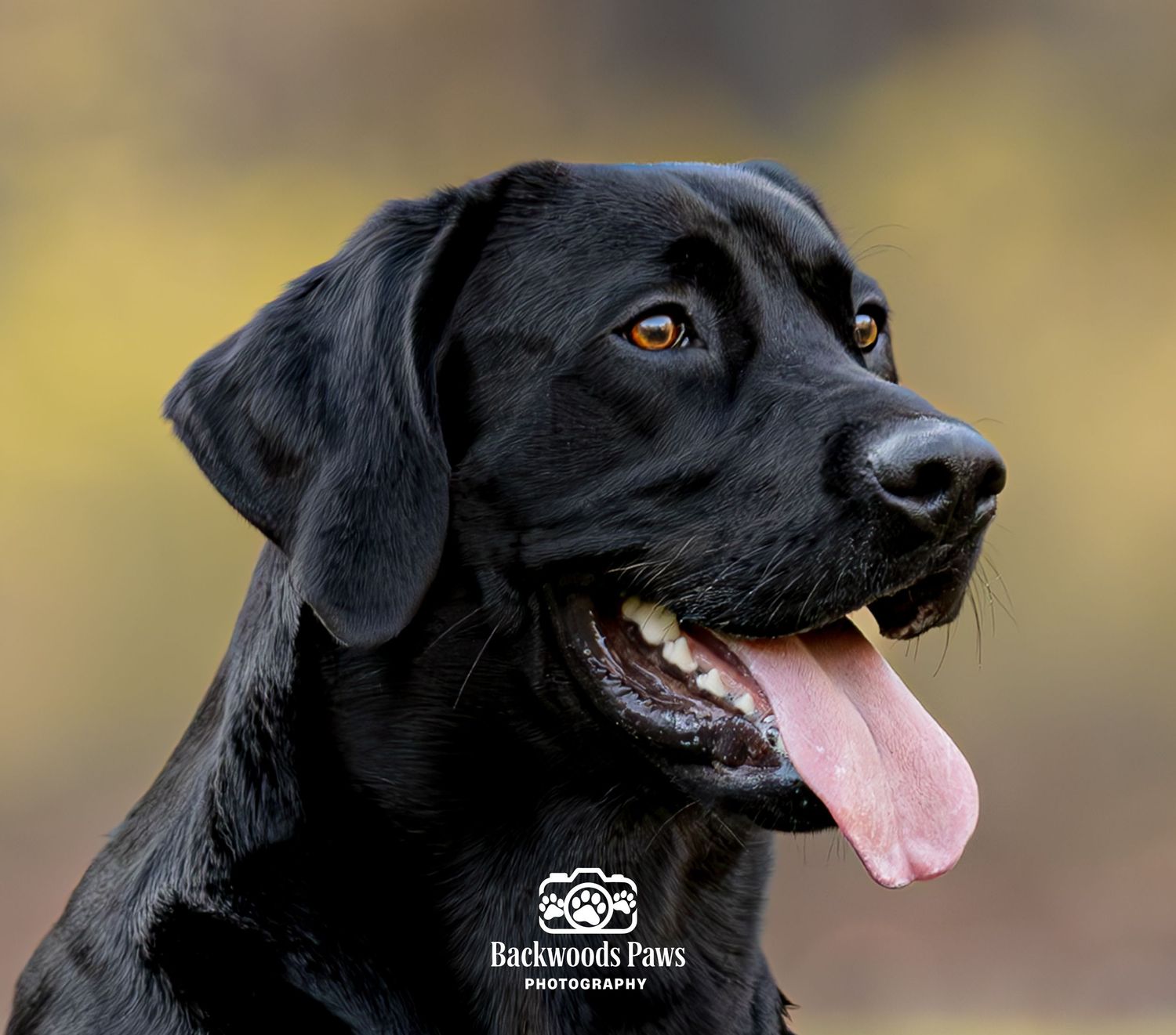 A happy black Labrador Retriever with tongue out poses against a blurred autumn background in a professional pet portrait.