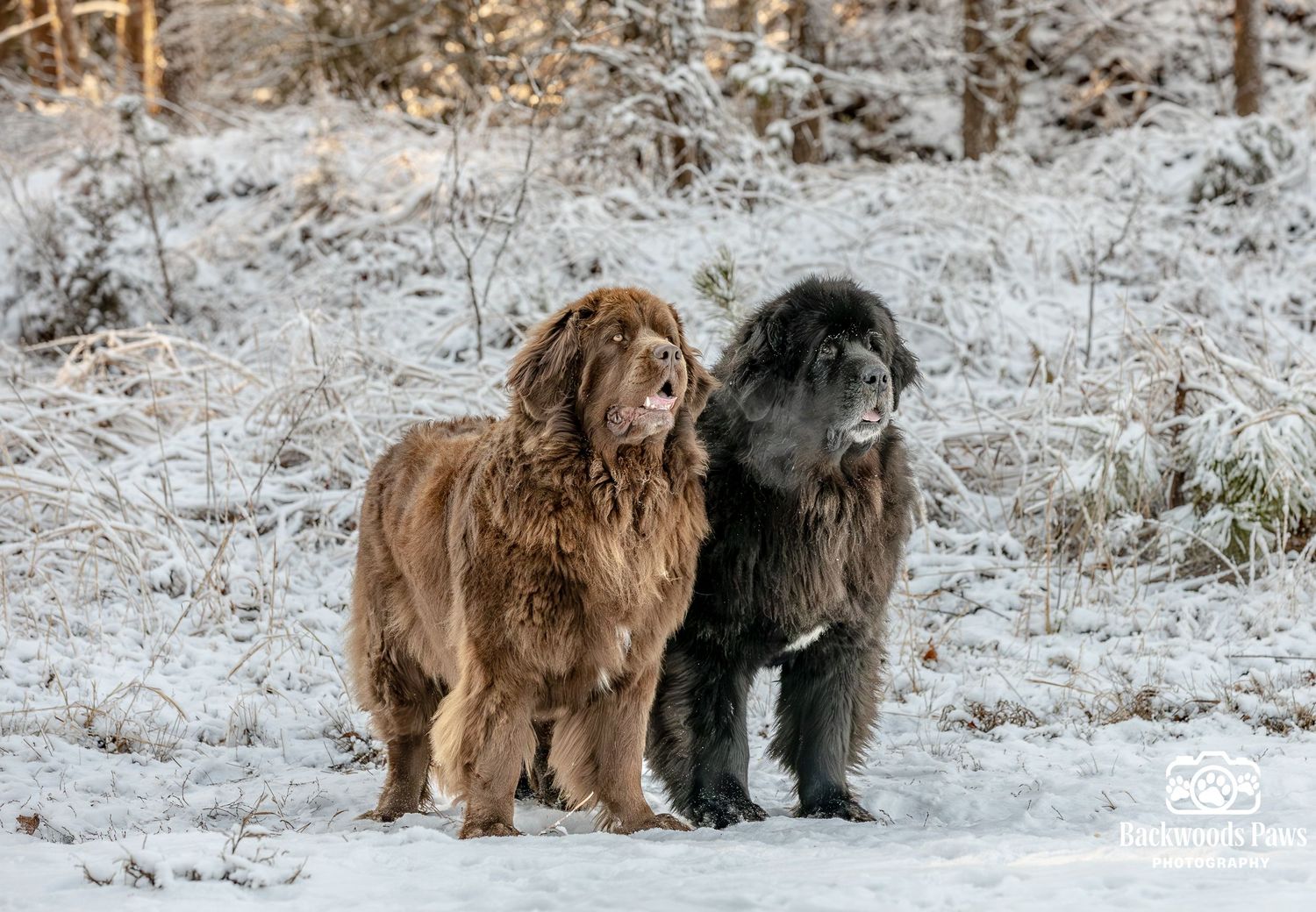 Two Newfoundland dogs, one brown and one black, standing together in snowy winter landscape.