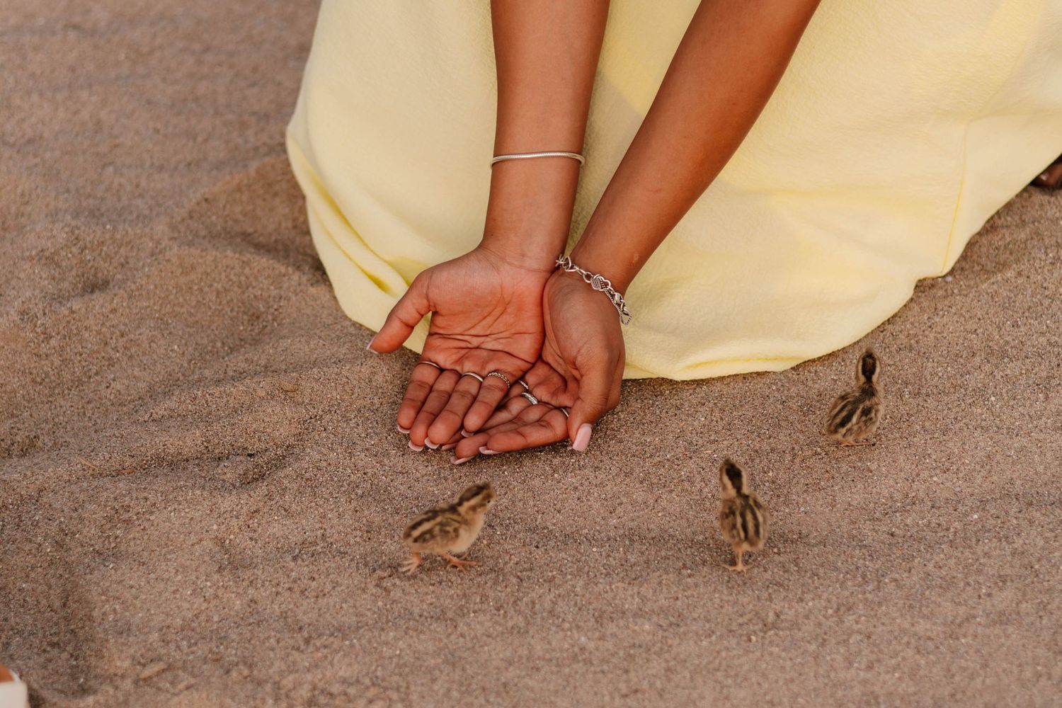 Woman in yellow dress crouching on sandy beach, offering open palms to tiny ducklings waddling nearby.