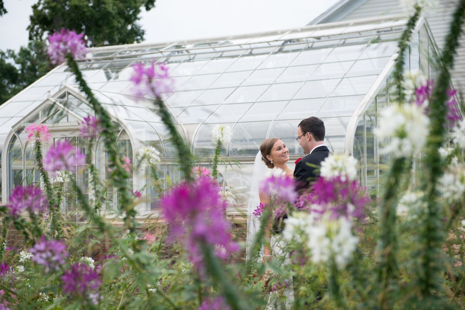 Purple wildflowers bloom in front of a white greenhouse structure on a sunny day.