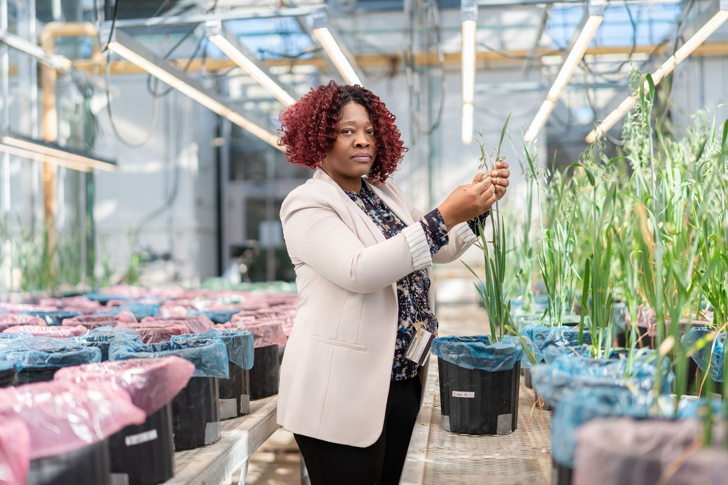 Scientist inspecting plant growth in research greenhouse facility.